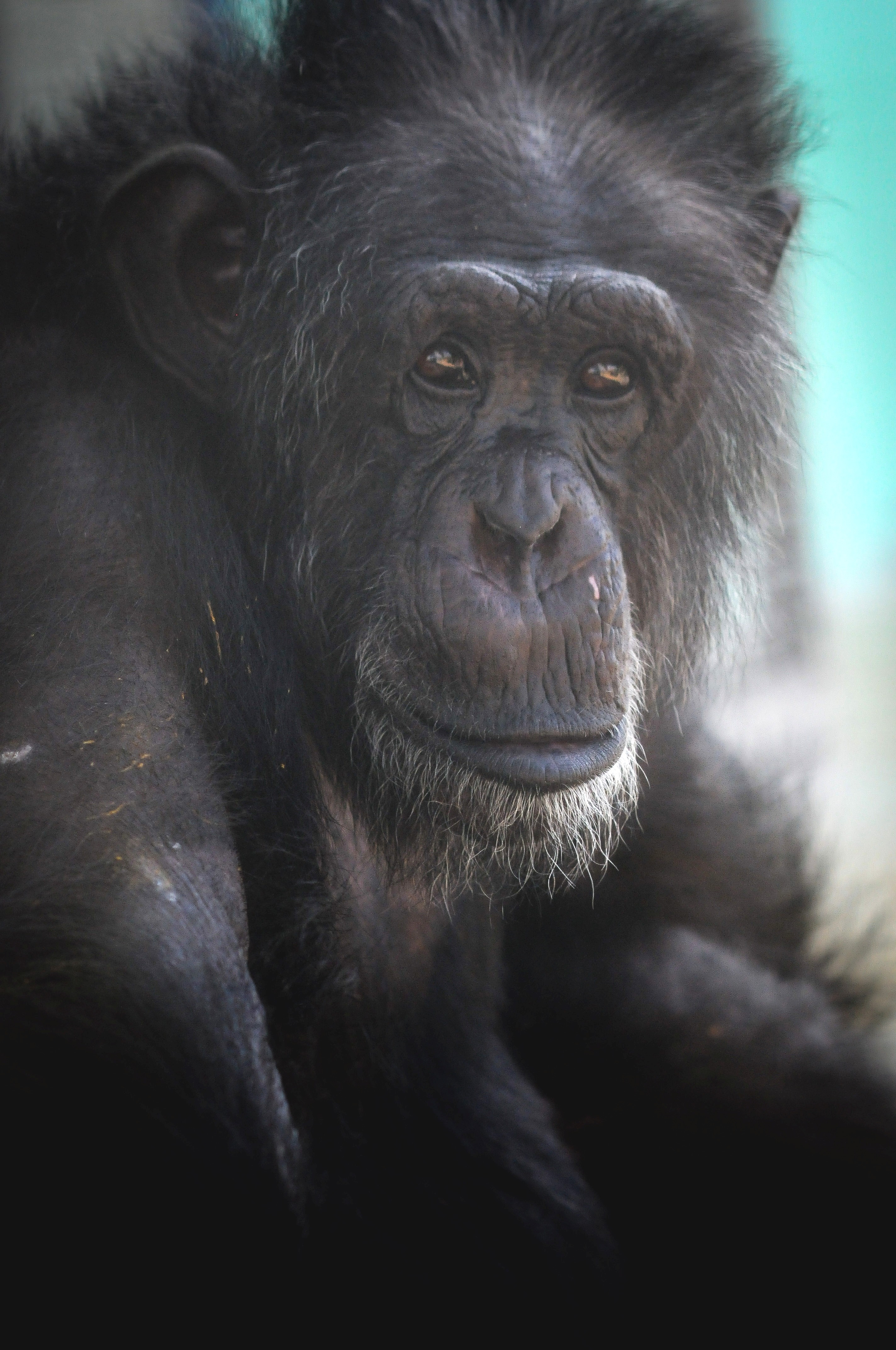 Making Rounds - Dr. Bezner's Blog - Save the Chimps