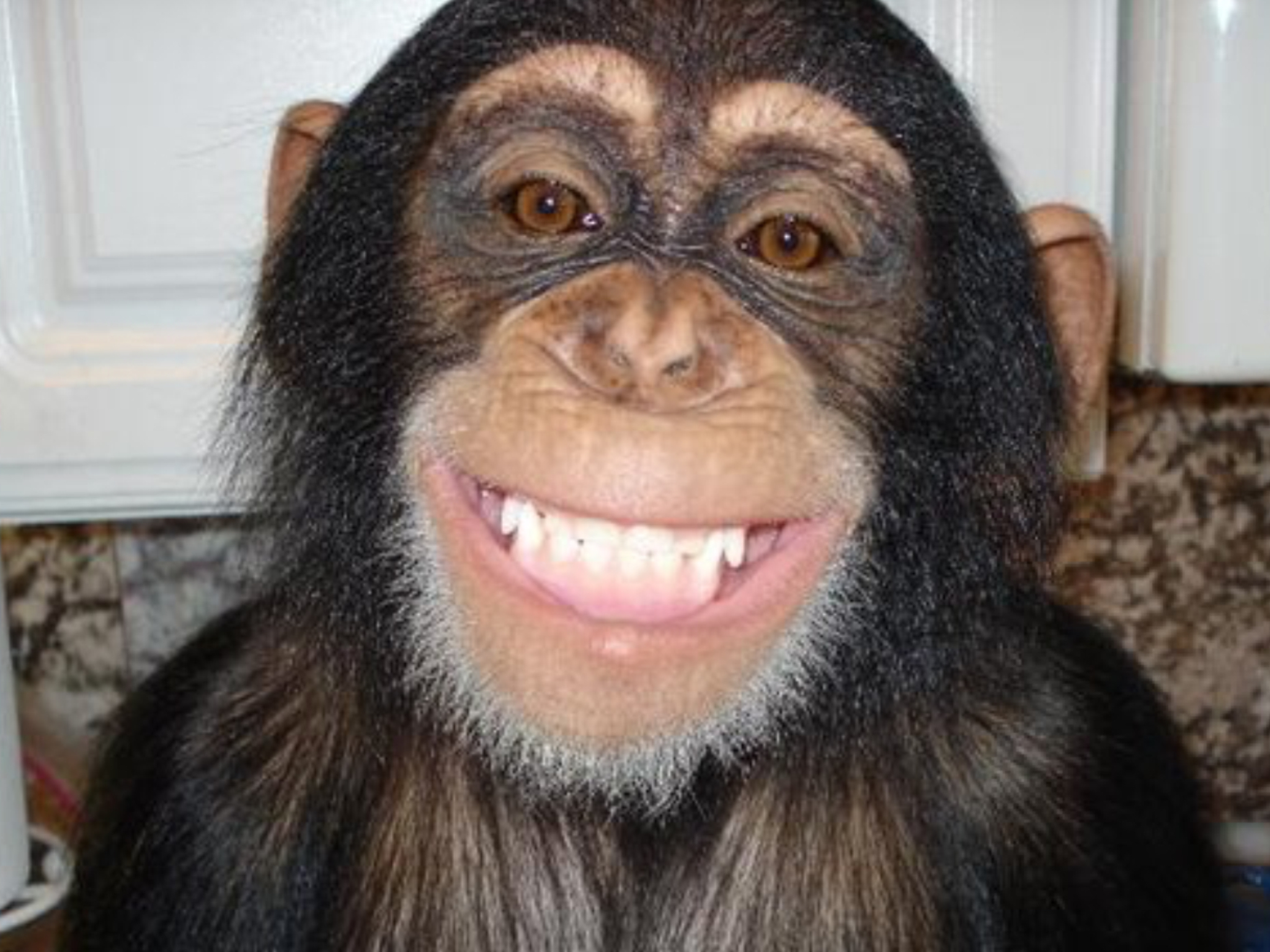 Chimp smile | Shake Me Like a Monkey | Pinterest | Art club