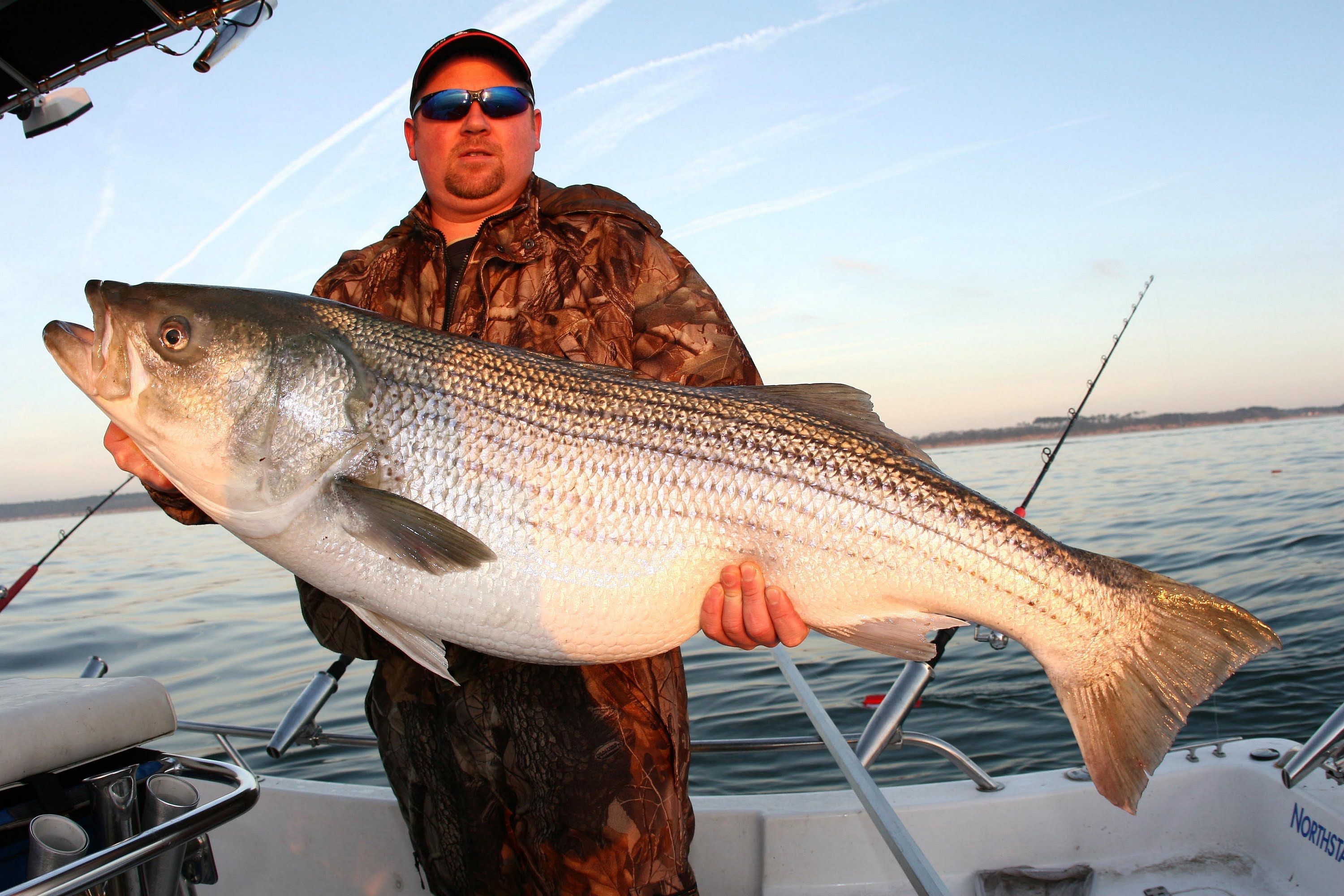 Striper fishing. GIANT Striped bass RELEASED! Absolute PIG!! Worlds ...