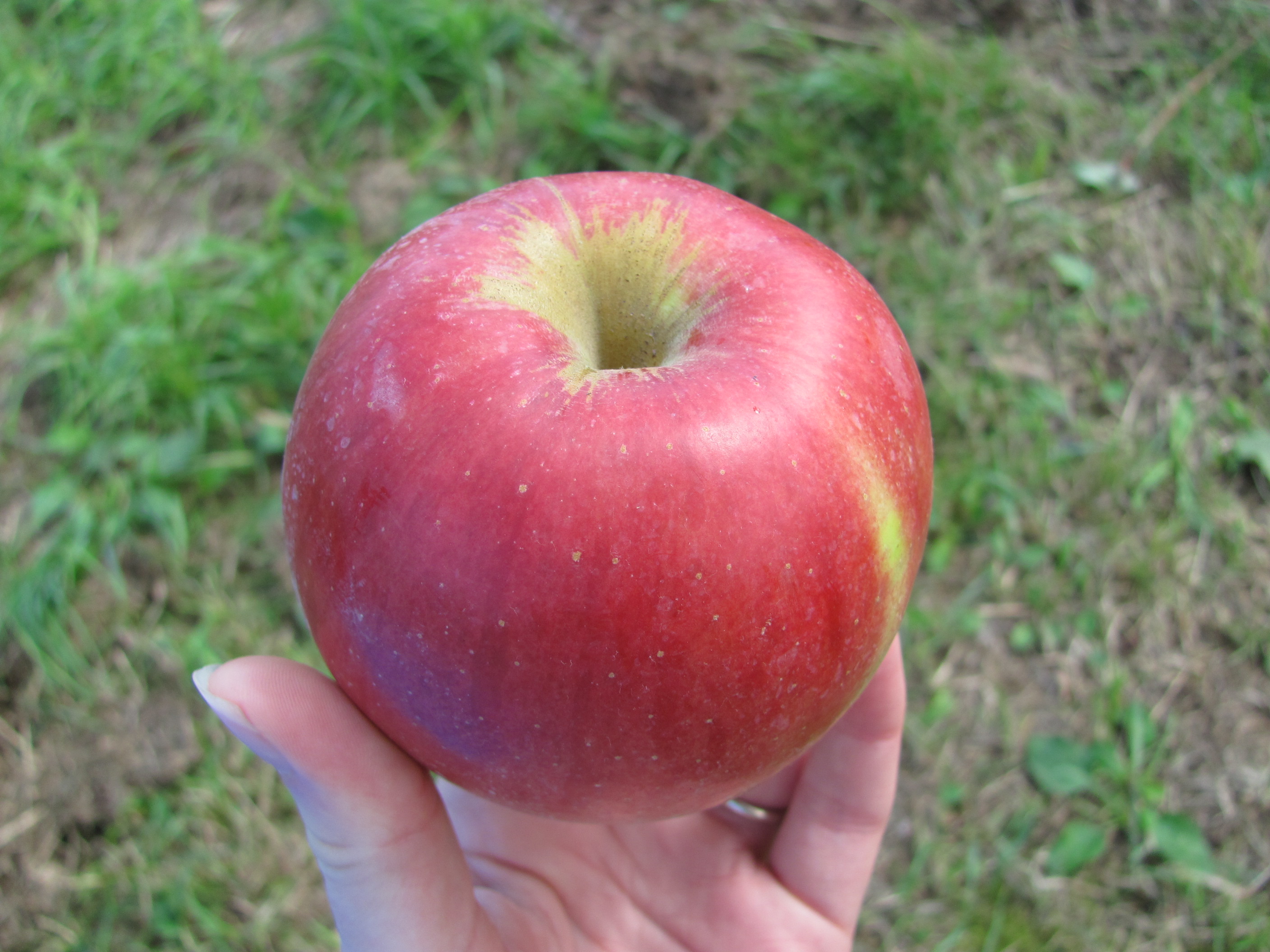 Apple “Hunting” in Kurouchi Orchard Fruit Park, Hida-Takayama – I'll ...