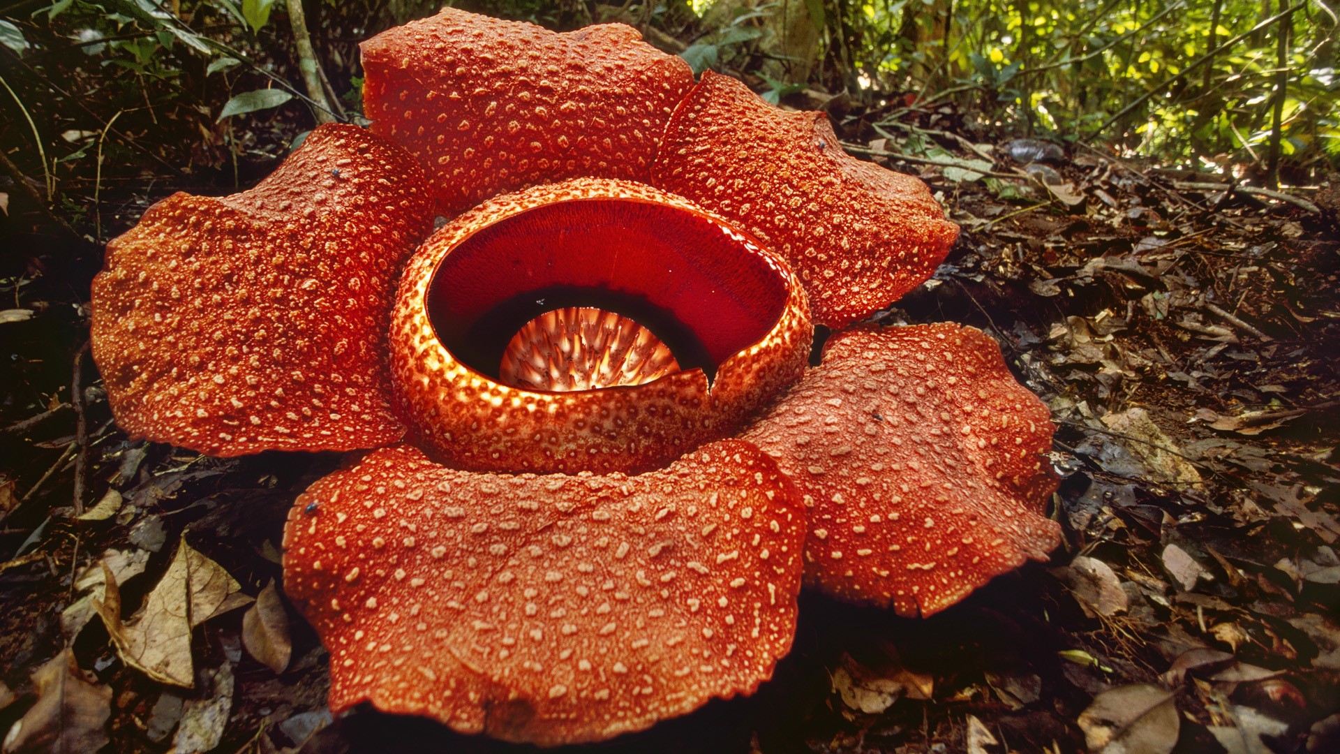 Huge Flower in Malaysia National Park - Wallpaper #41428