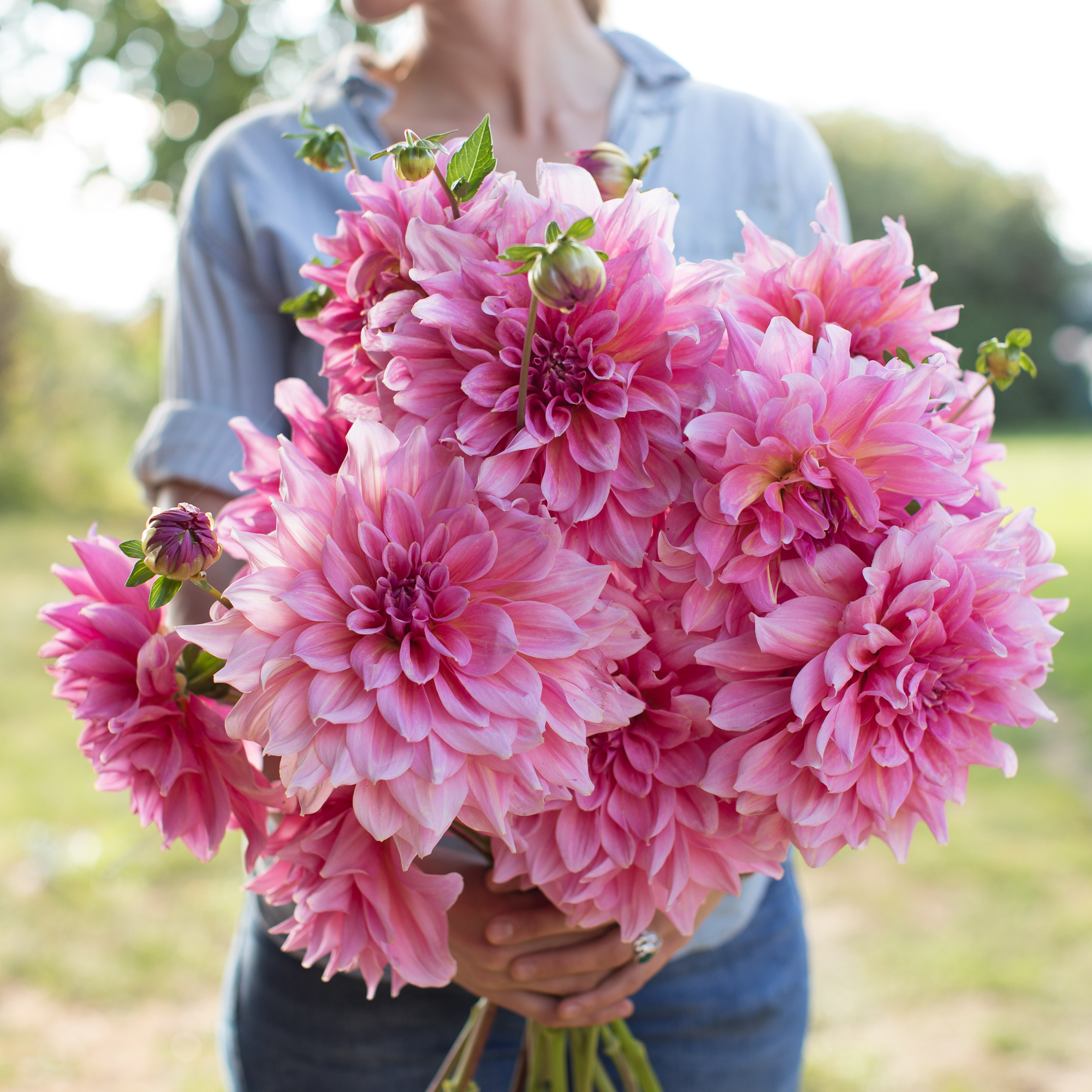 Limit three per customer.* This giant rosy-pink treasure is a huge ...
