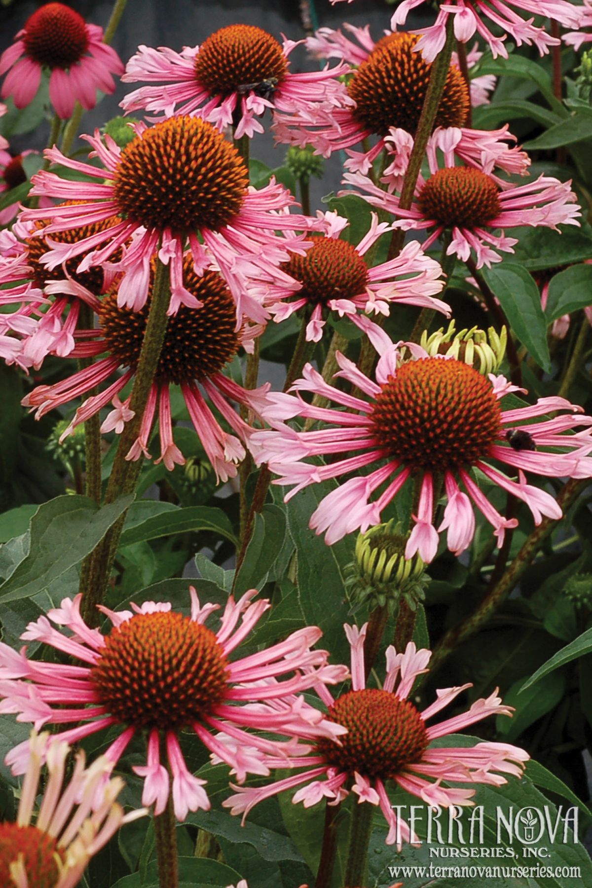 Echinacea 'Quills and Thrills' - Huge flowers with light purple pink ...