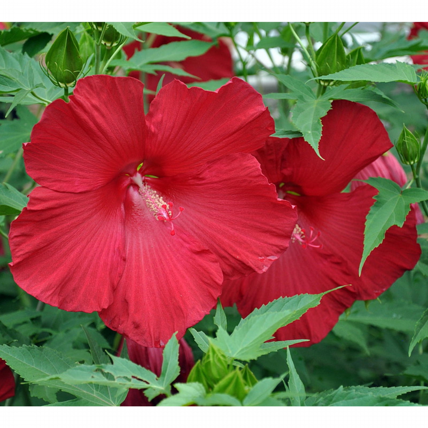 Hirt's Gardens Pinot Noir Giant Hibiscus Rose Mallow Perennial ...