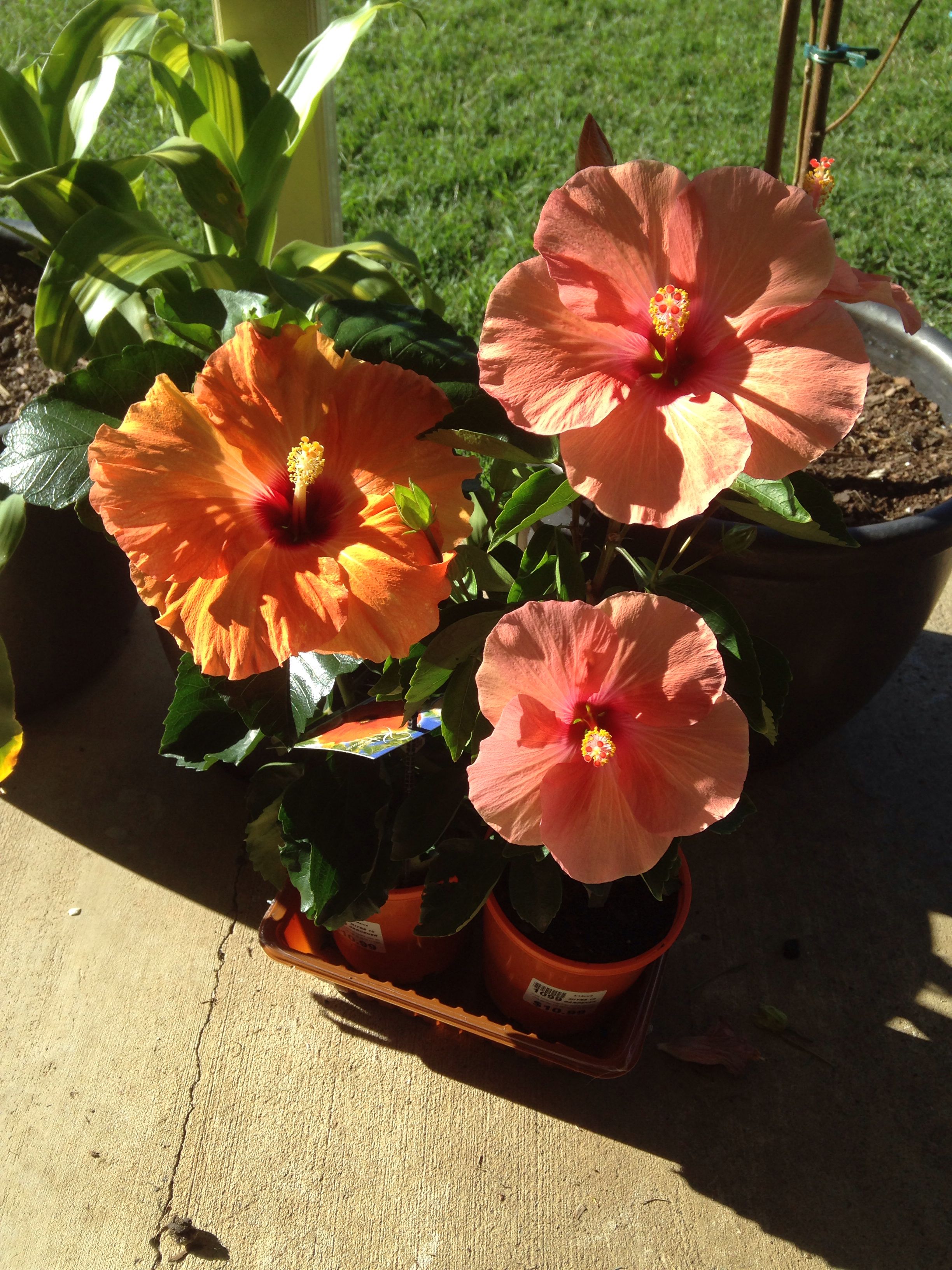 My Hibiscus, the left very orange one is called 'Tangelo' and it has ...