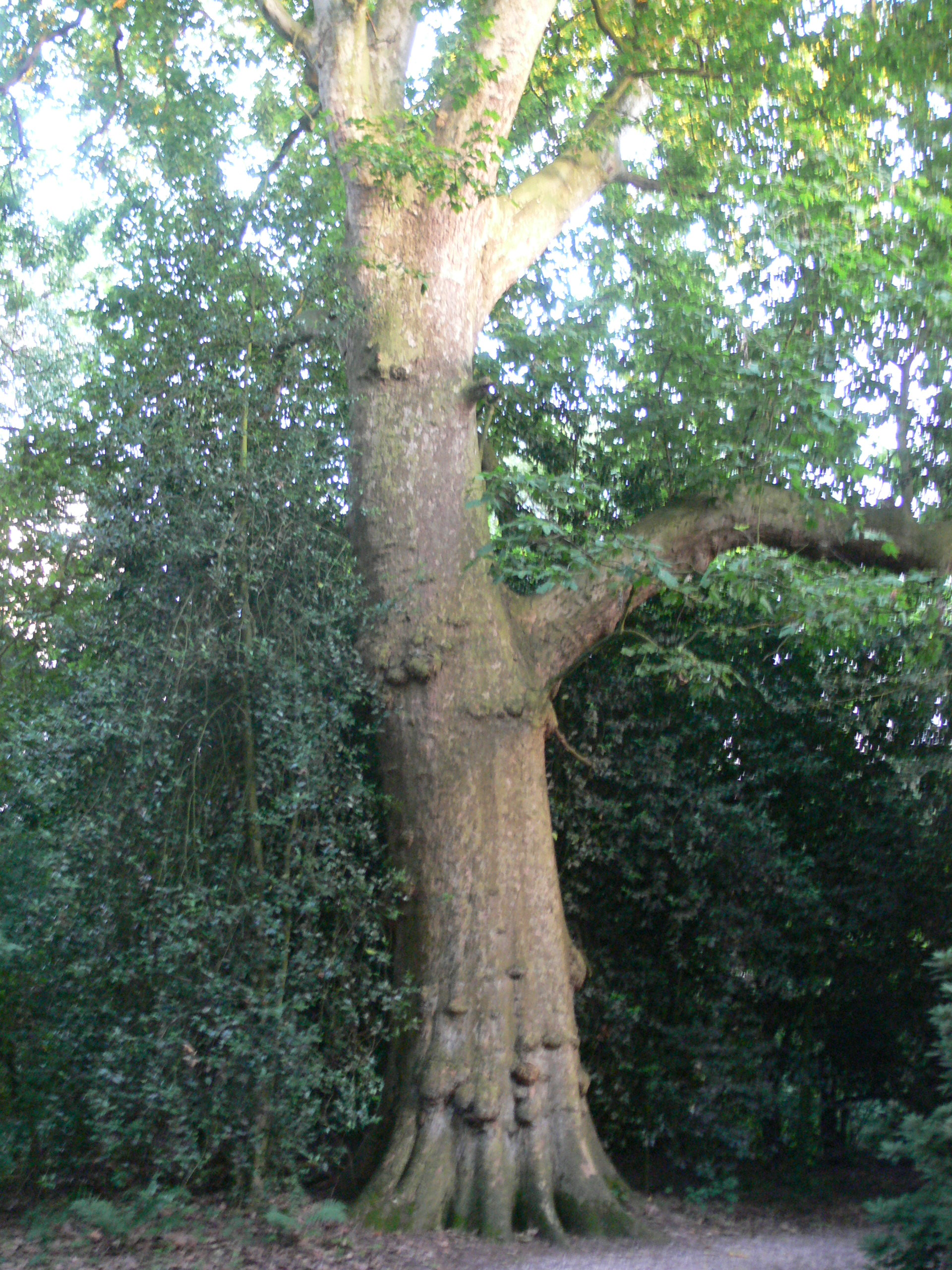 File:Museum Insel Hombroich - huge tree.jpg - Wikimedia Commons