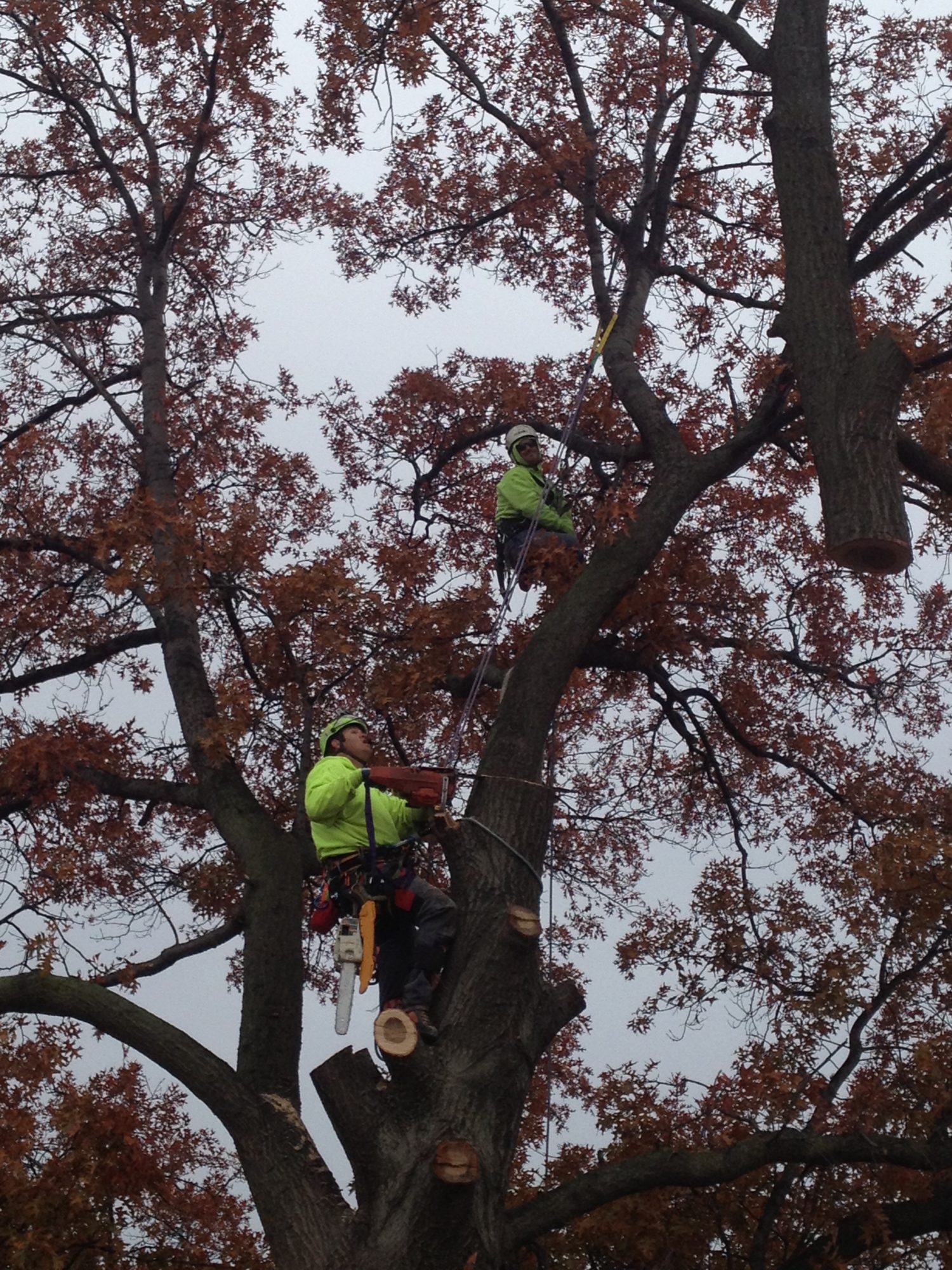 huge-tree-removal-with-crane-4 - Hansen's Tree Service