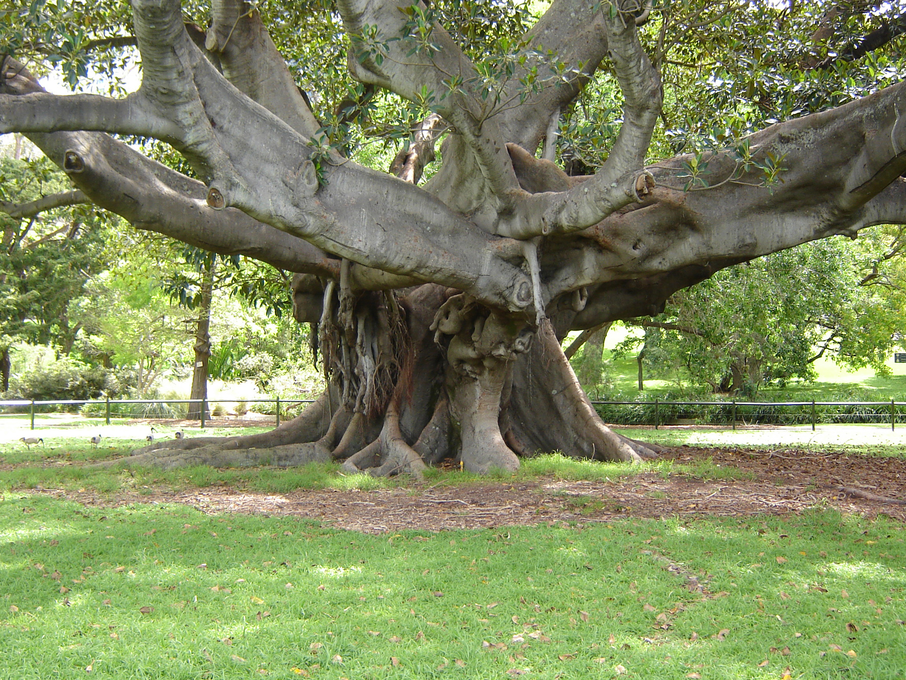 Химанс-дерево