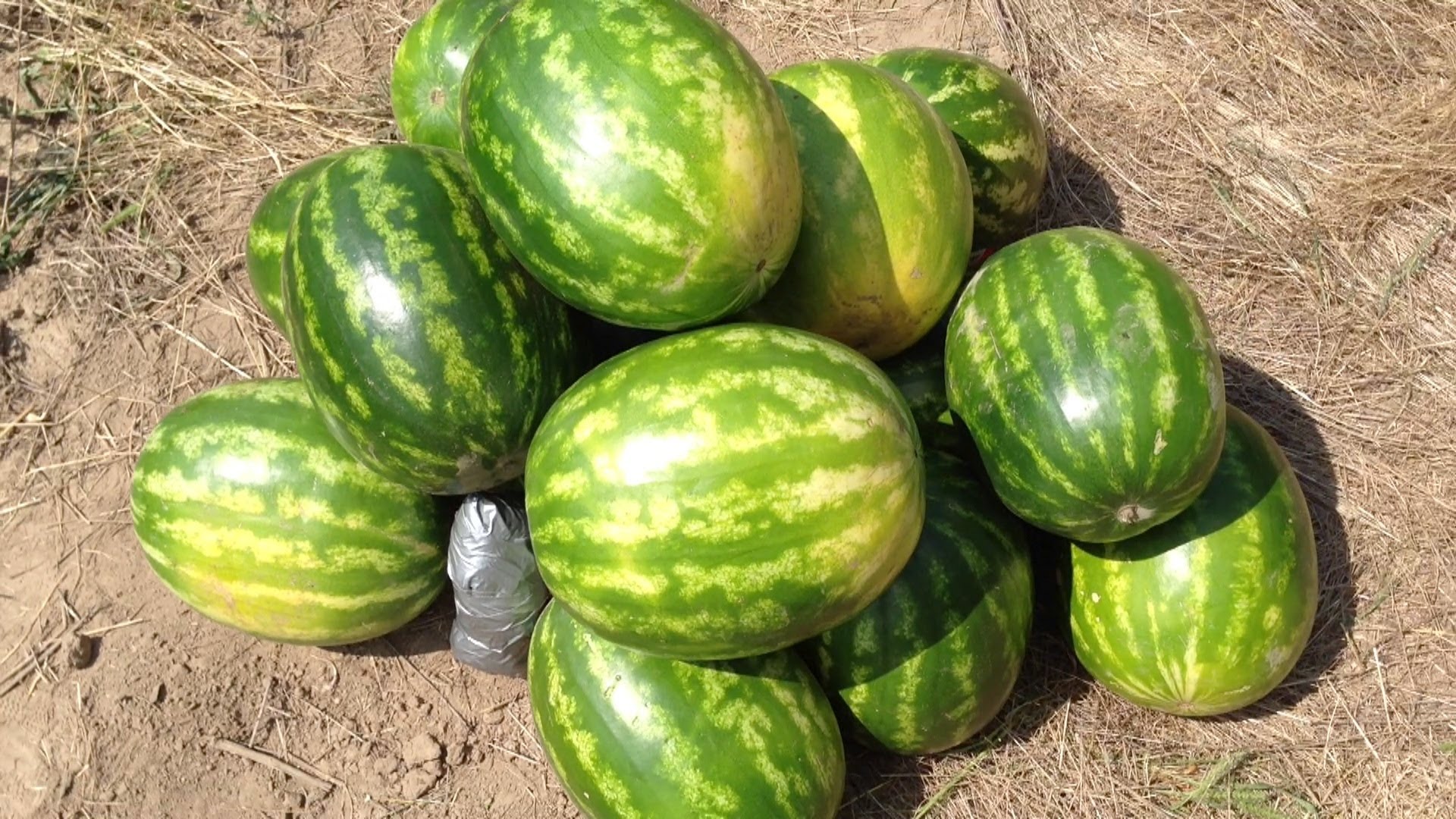 HUGE Watermelon Explosion! 2lbs & A Pile Of Watermelon! - YouTube
