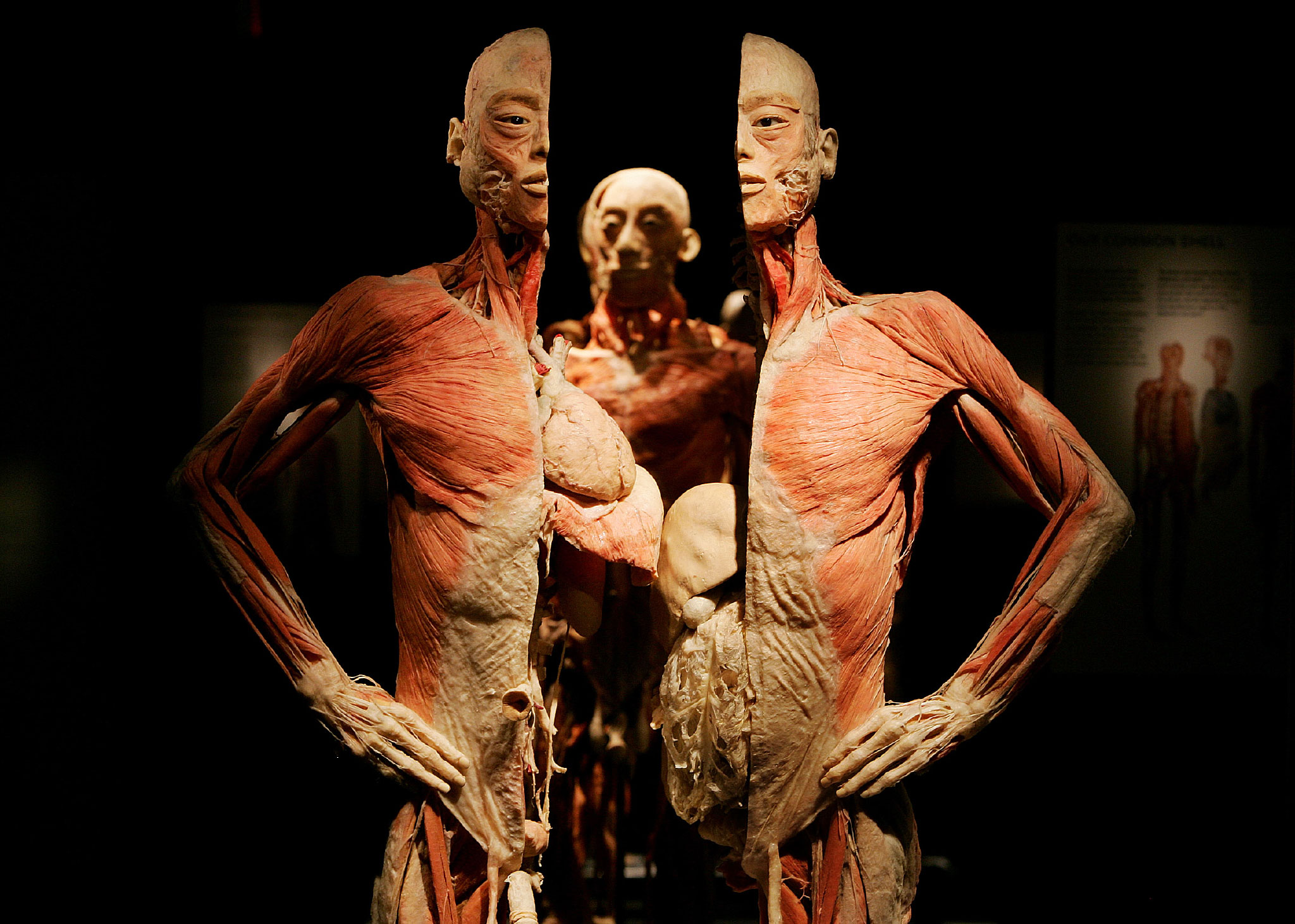 Facts and Information About the Human Body