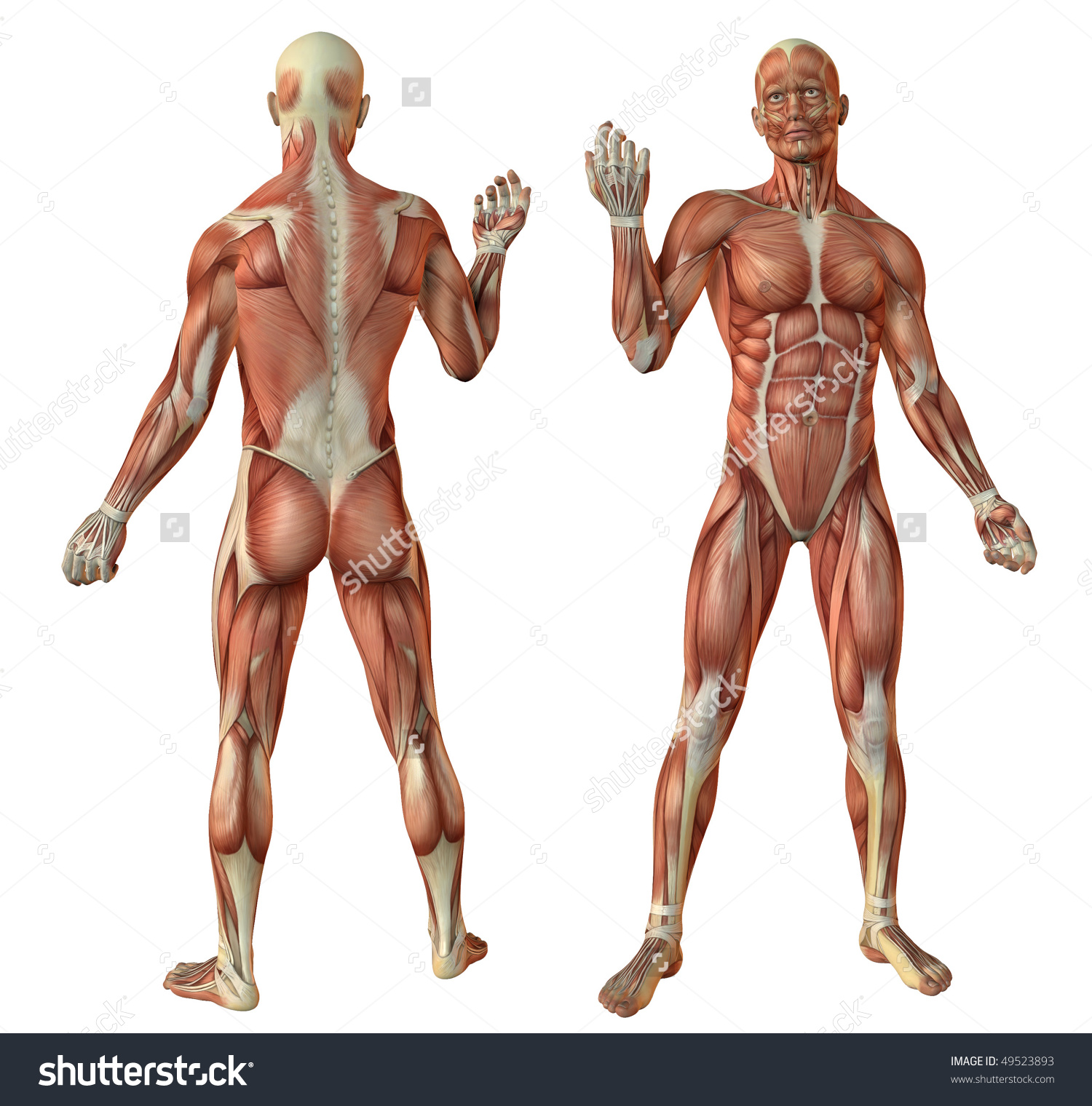 Human Anatomy Muscles - Cunninghamforcouncil.Com