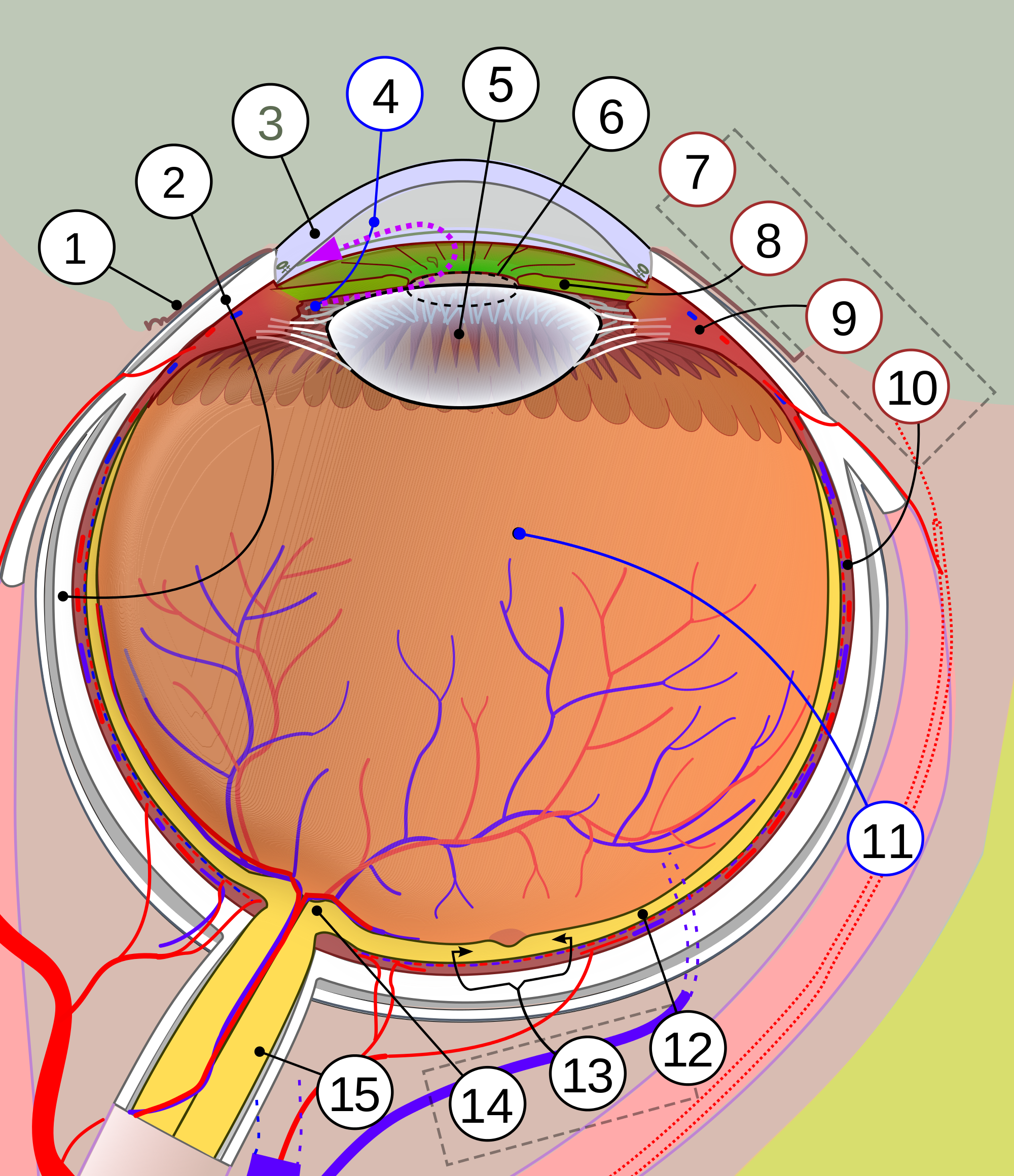 Human eye - Wikipedia
