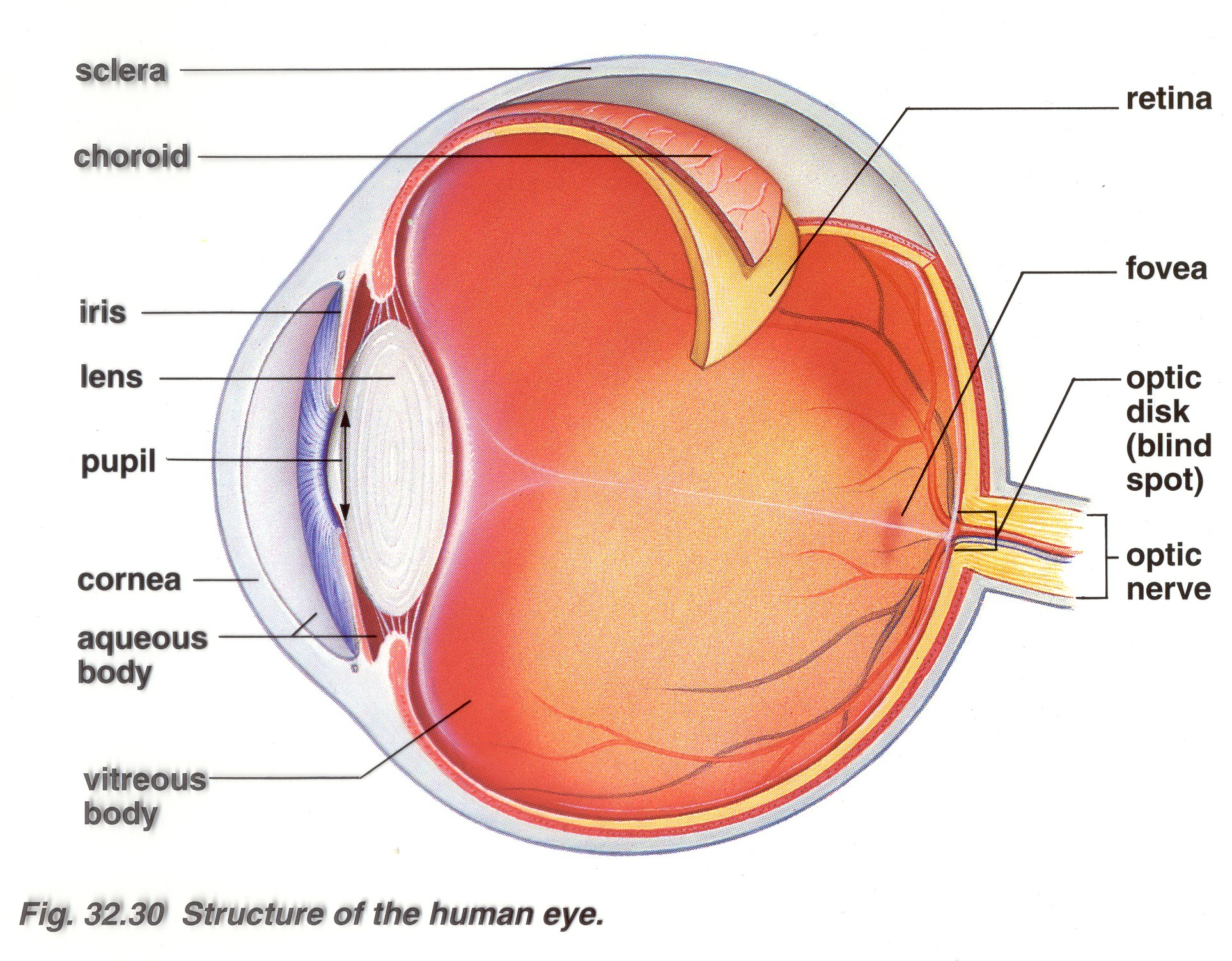 Human Eye Inner Pics Eyeball