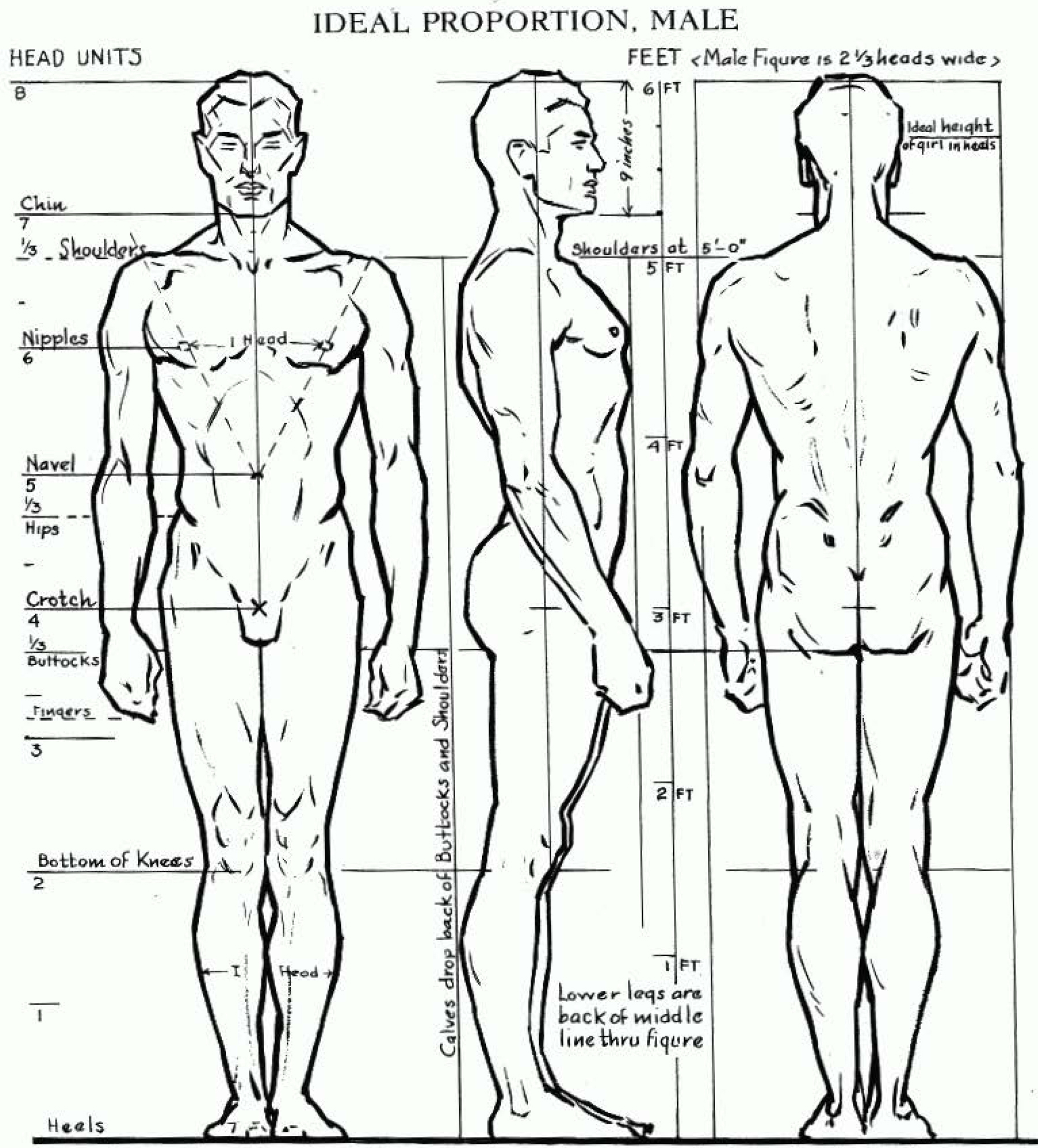 Drawing Human Body Proportions Proportions Of The Human Figure : How ...