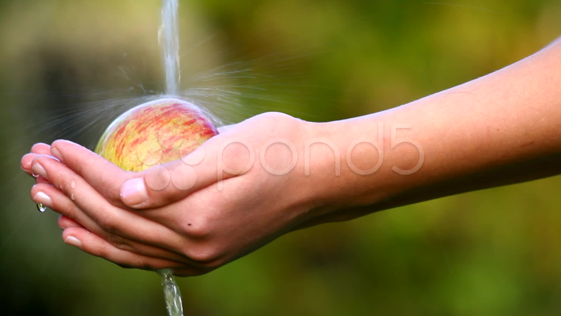 Washing an apple in the garden, human hands holding a fresh apple in ...