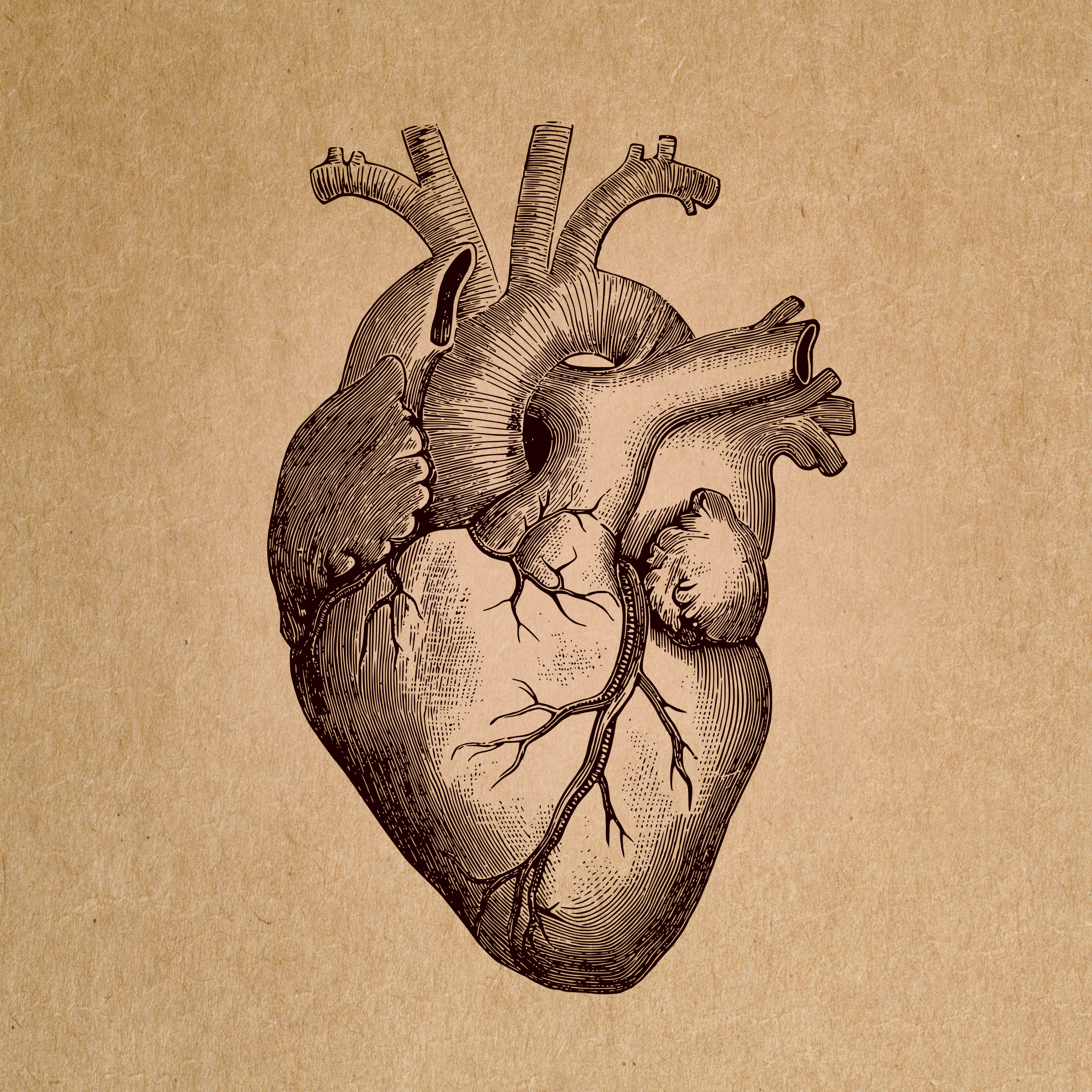 Human heart - anatomical rendering photo