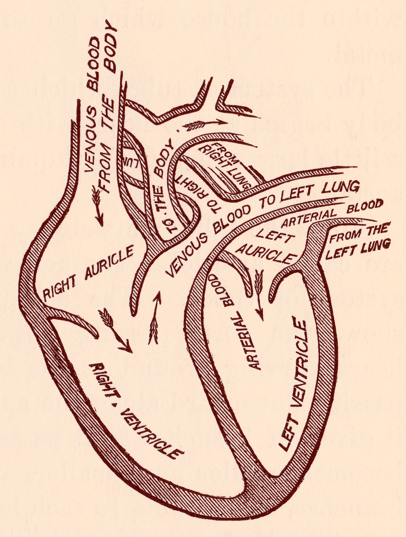 Human heart blood circulation, circa 191 photo