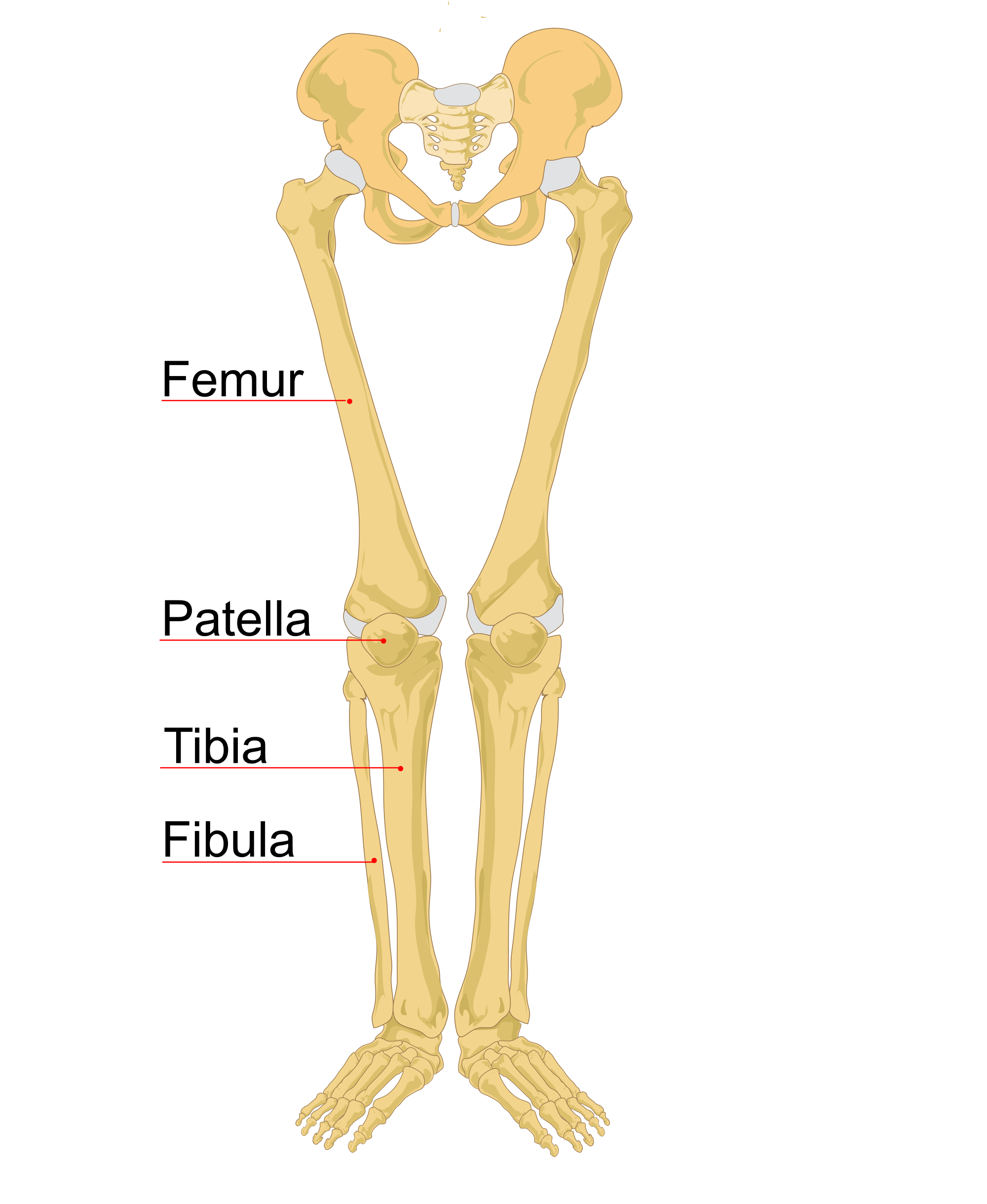 File:Human leg bones labeled.svg - Wikimedia Commons