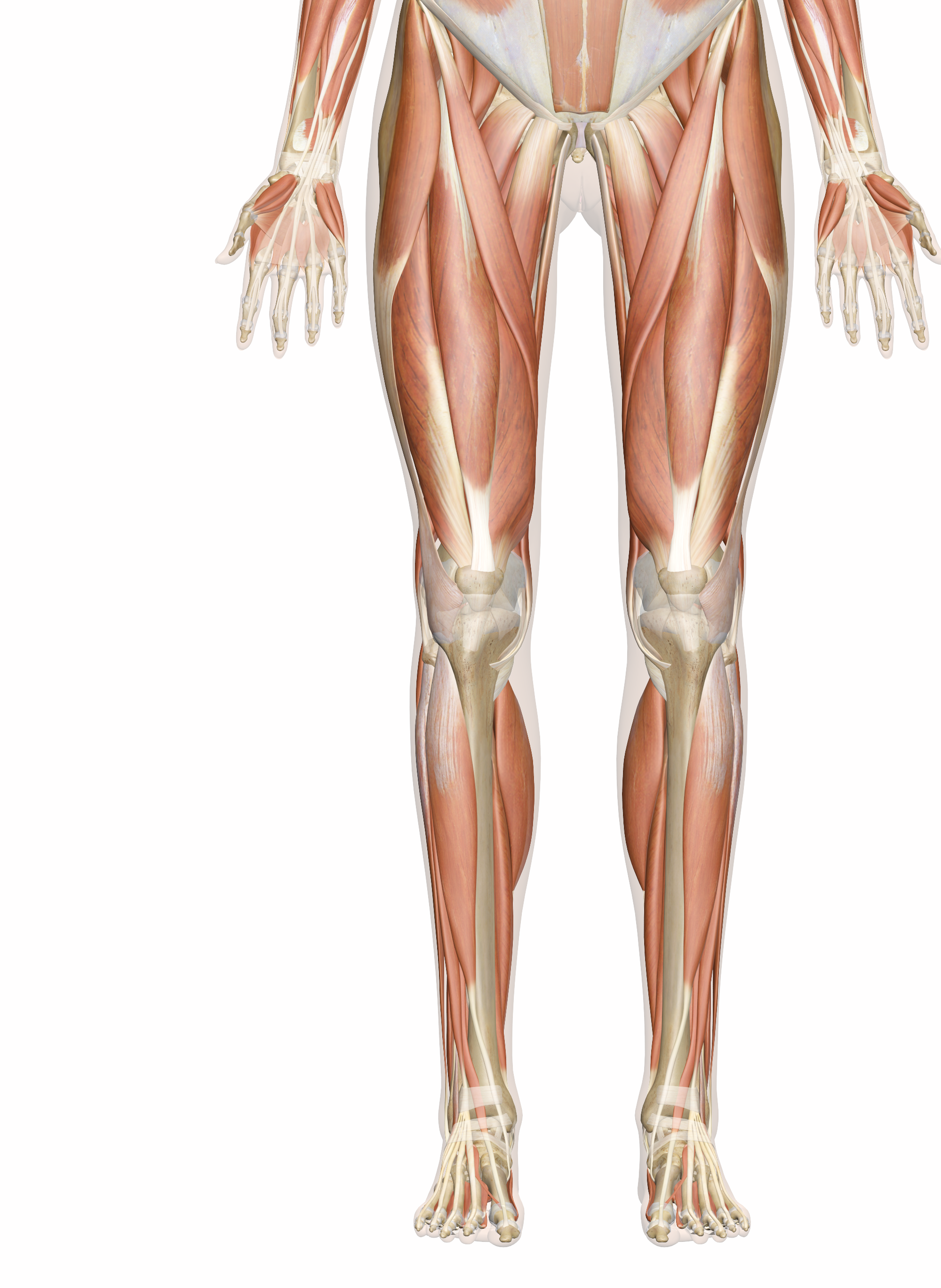 Muscles of the Leg and Foot