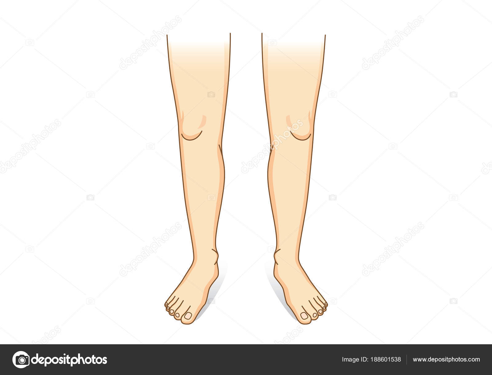 Leg Vector Front View Illustration Human Legs Composition — Stock ...
