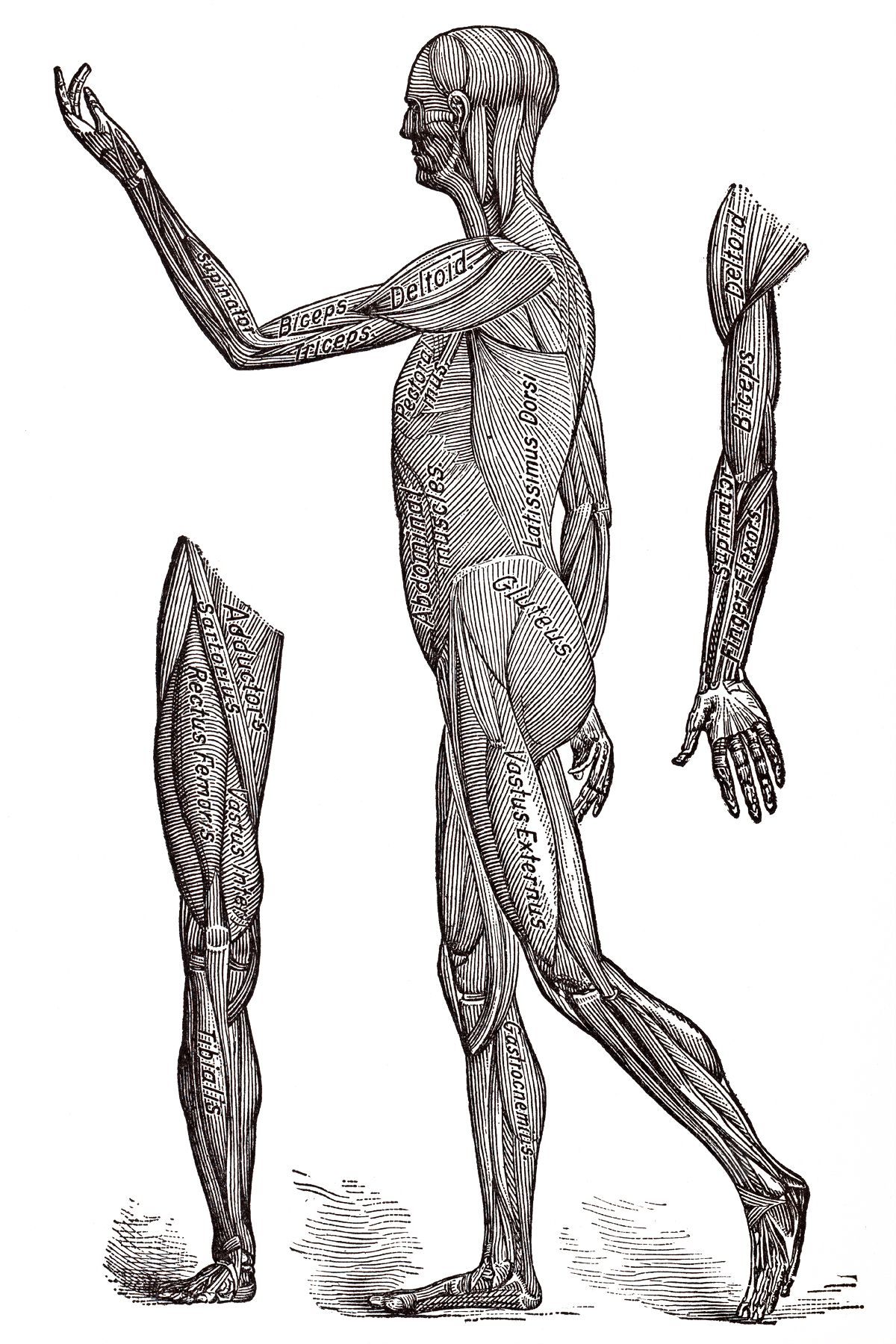 Human musculature system, circa 1911 photo