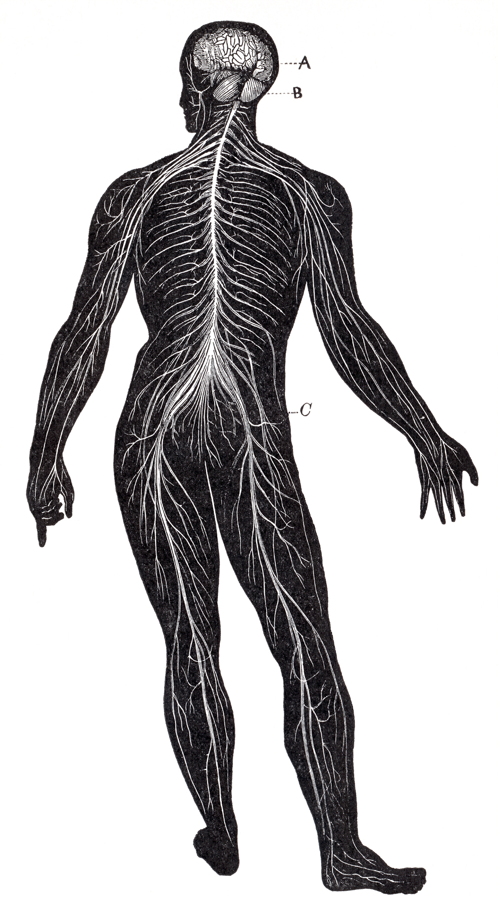 Human nervous system, circa 1911 photo