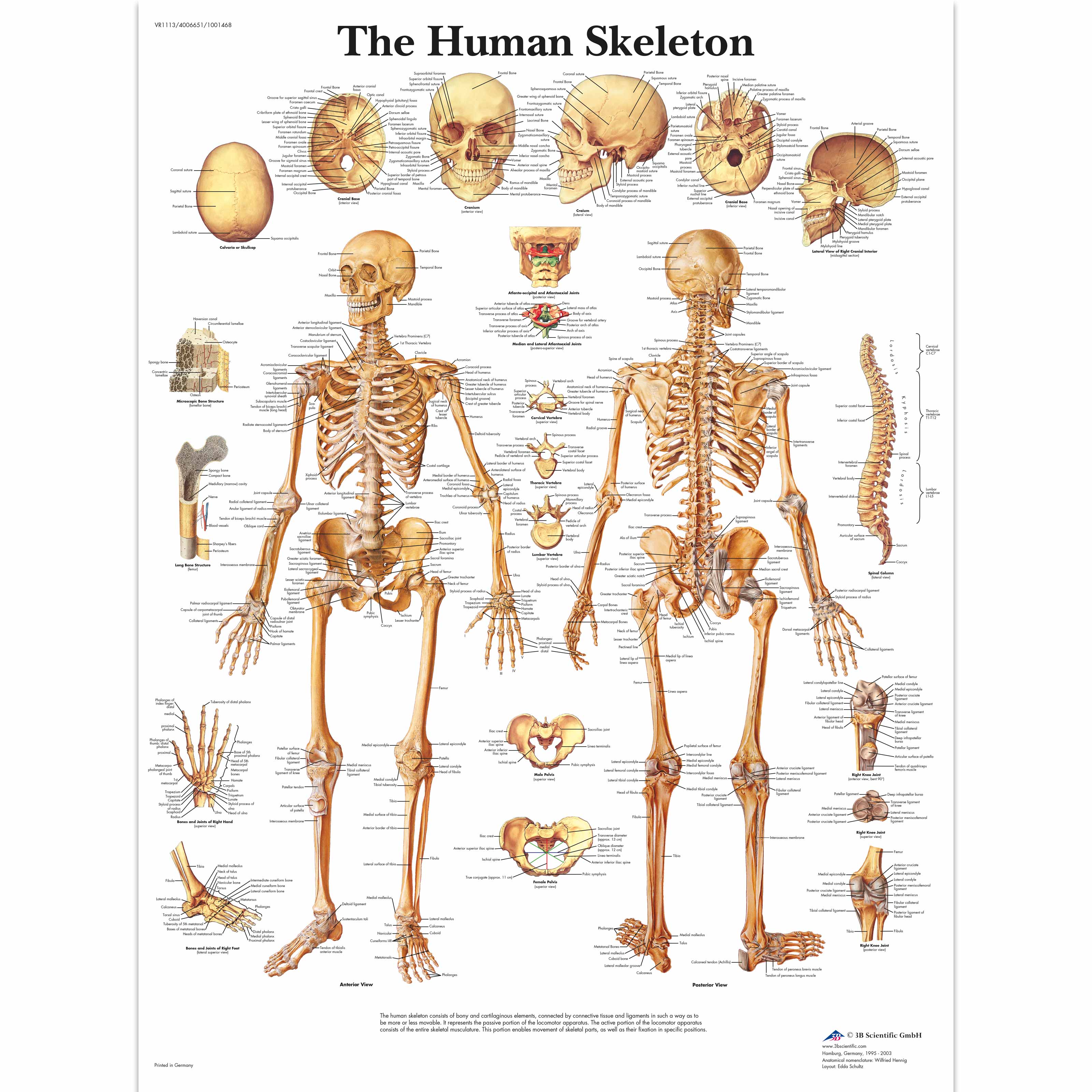 Human Skeleton Poster | Human Skeleton Chart | Paper