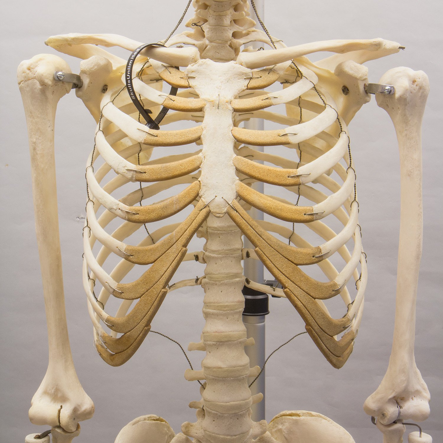 Free photo: Human Skeleton - Bones, Graphics, Human - Free Download