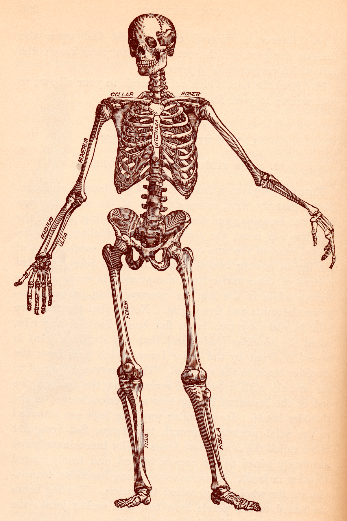 Human Skeleton, Circa 1911, Academical, Scan, Maroon, Medical, HQ Photo