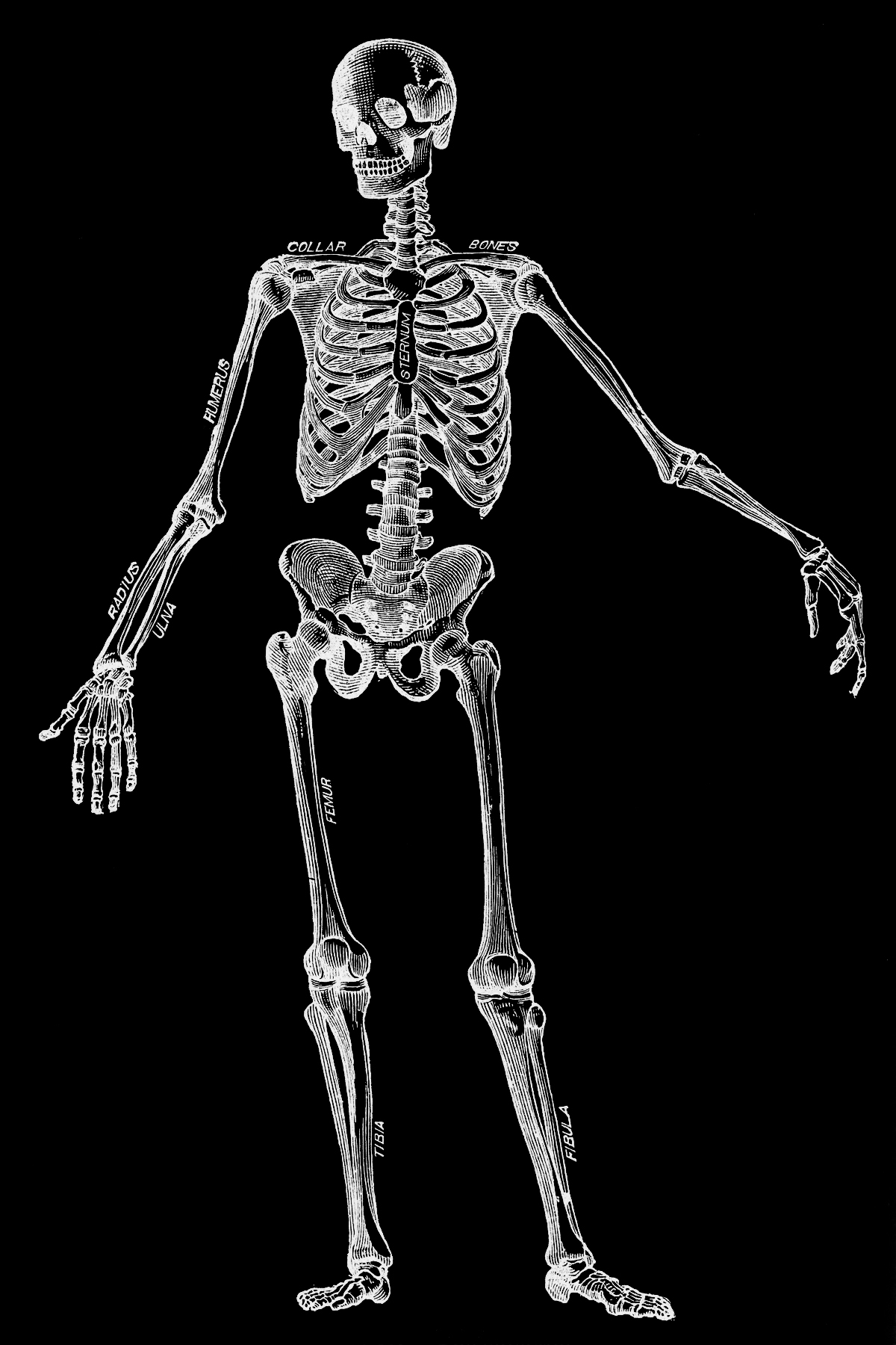 Human skeleton, circa 1911 photo