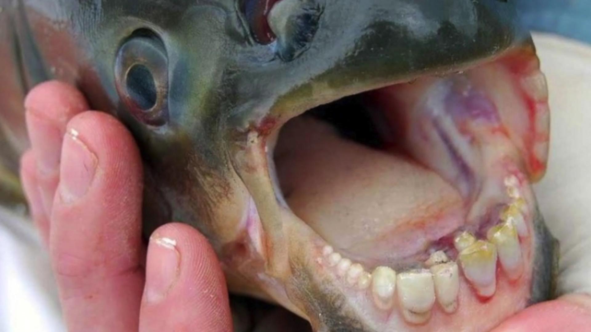 Fish with human teeth found in New Jersey