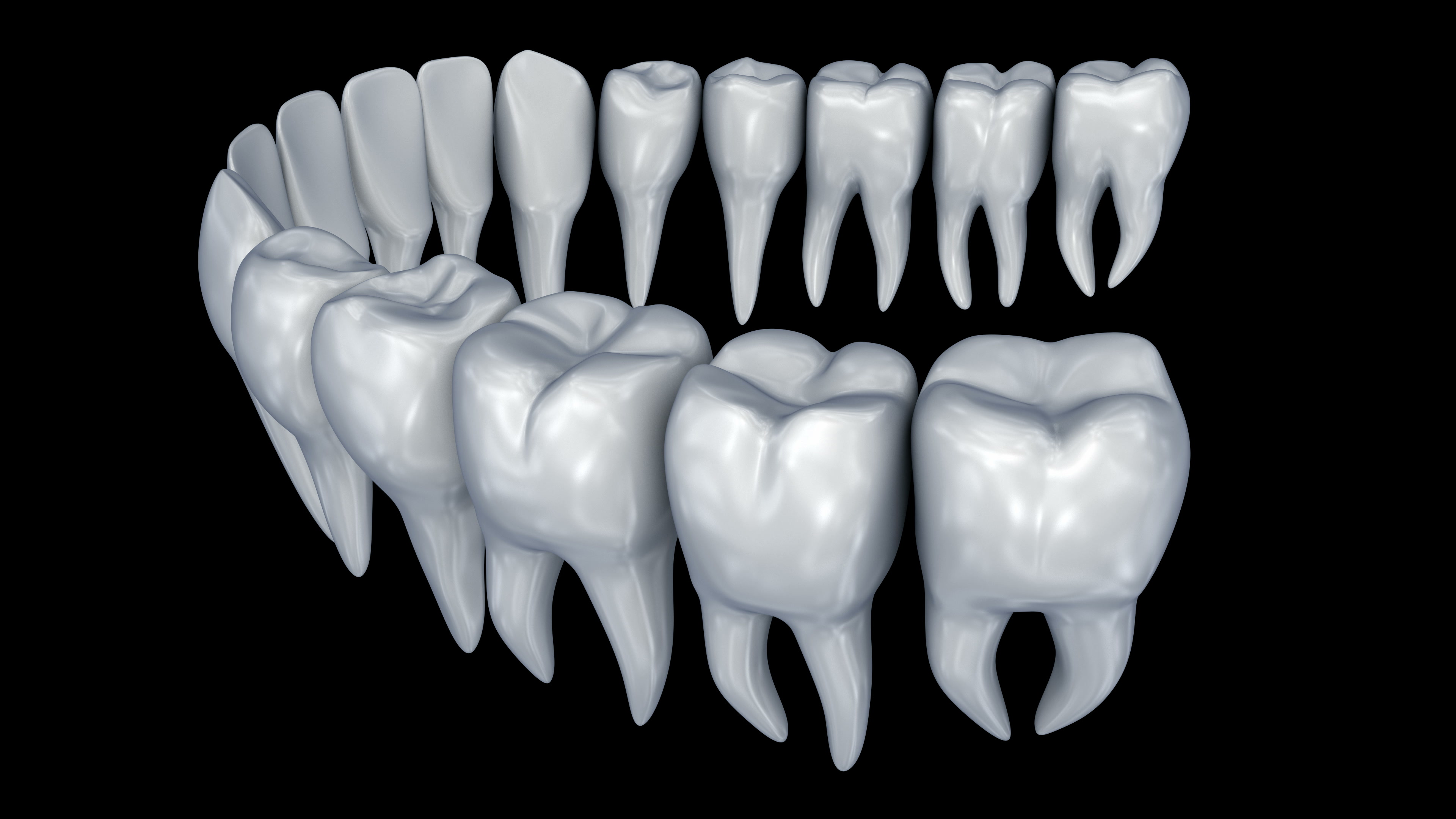 Human Teeth 3d animation. Medically accurate dentistry anatomy ...