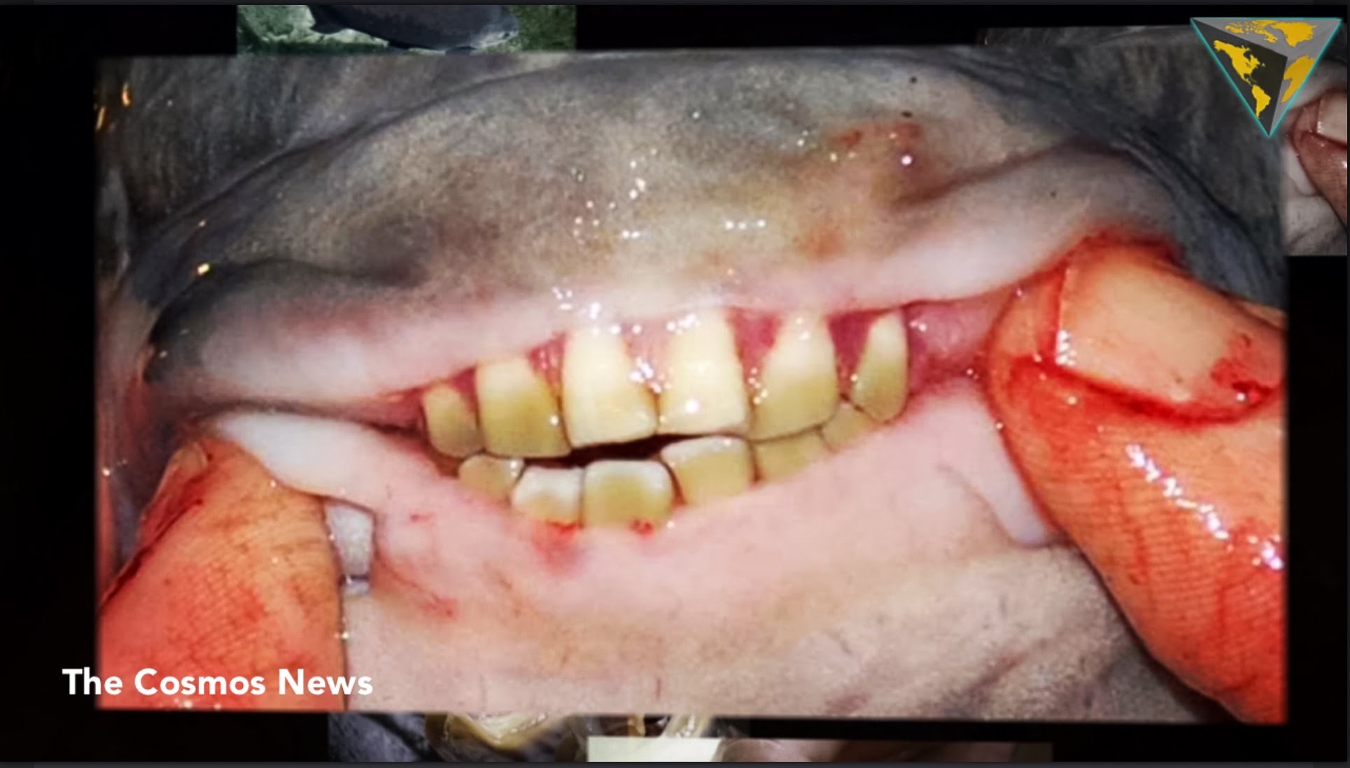 Vegetarian Piranhas' With Human-Like Teeth Found in Michigan Lakes ...