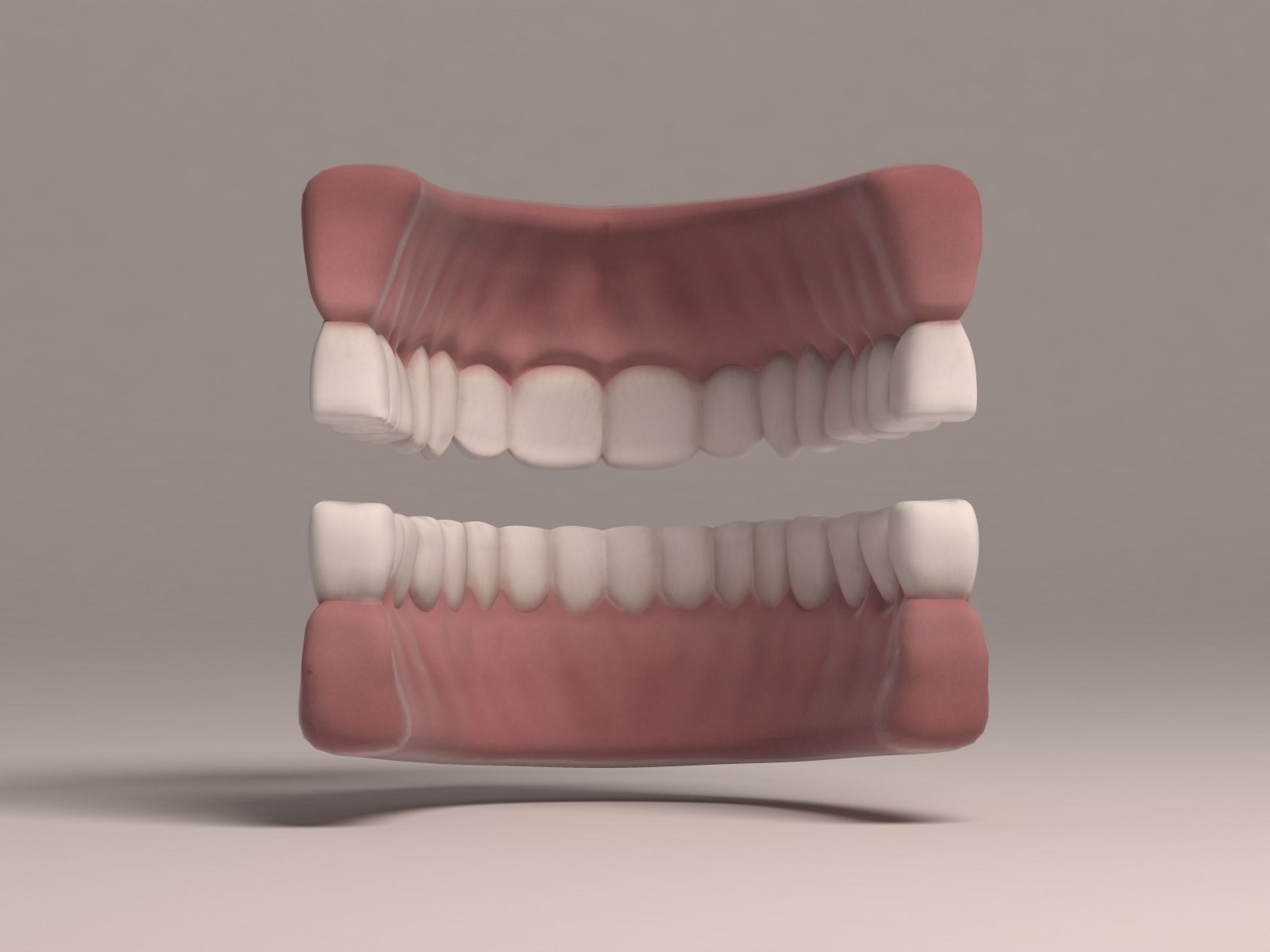 Human Teeth and Gums 3D asset | CGTrader