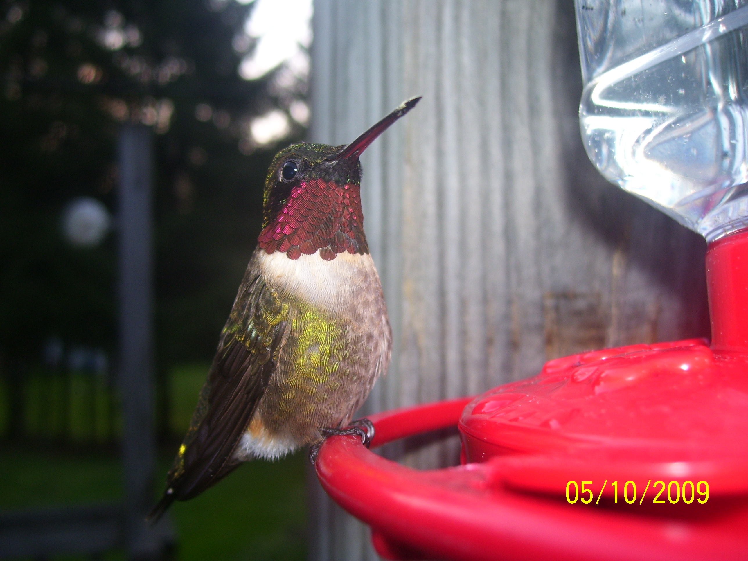 Humdinger of a hummingbird photo