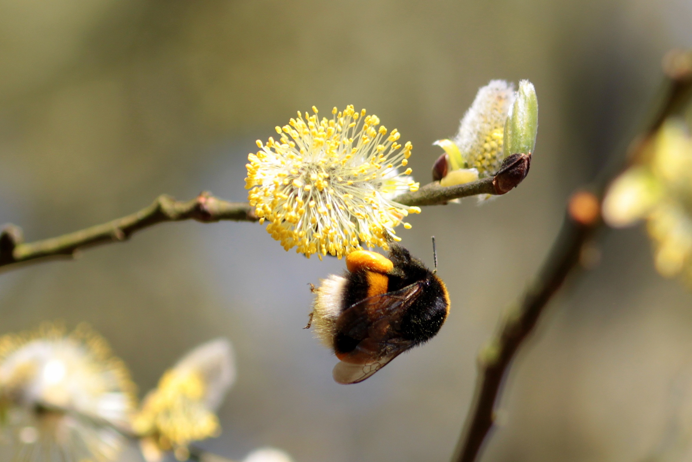 Hummel bee in the garden photo
