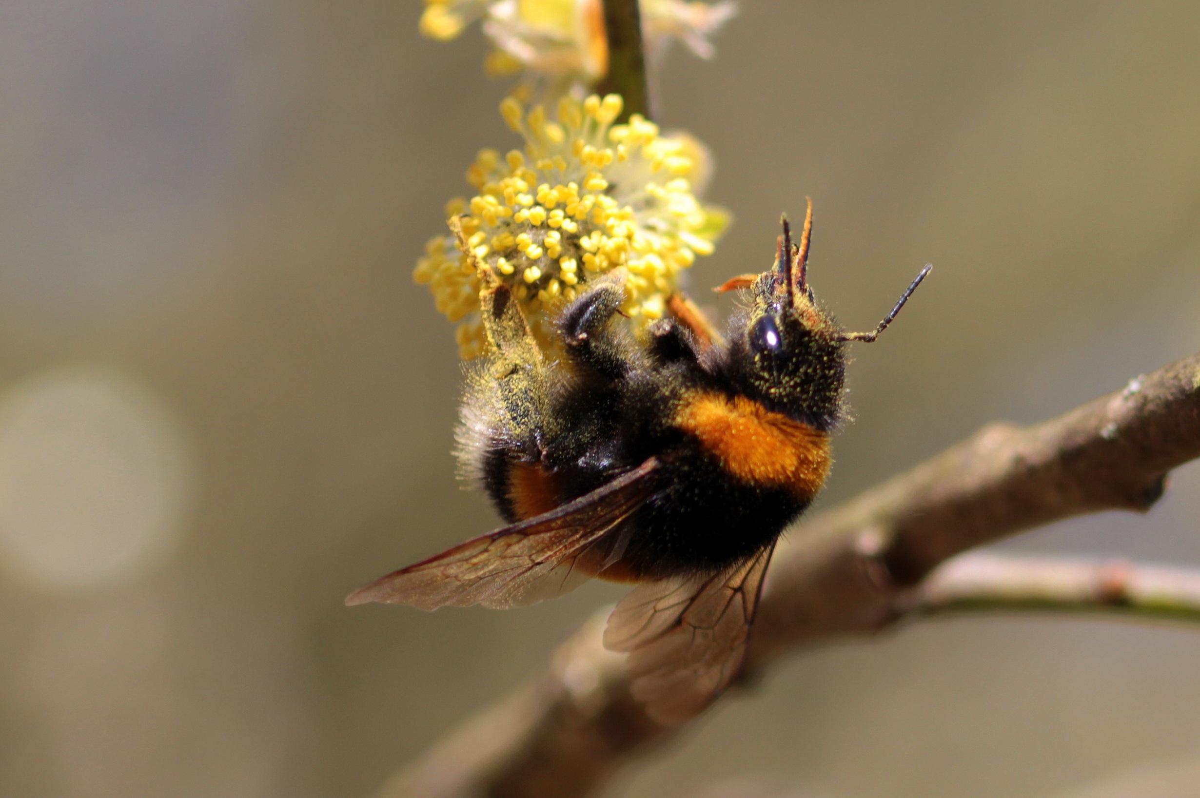 Hummel bee in the garden photo
