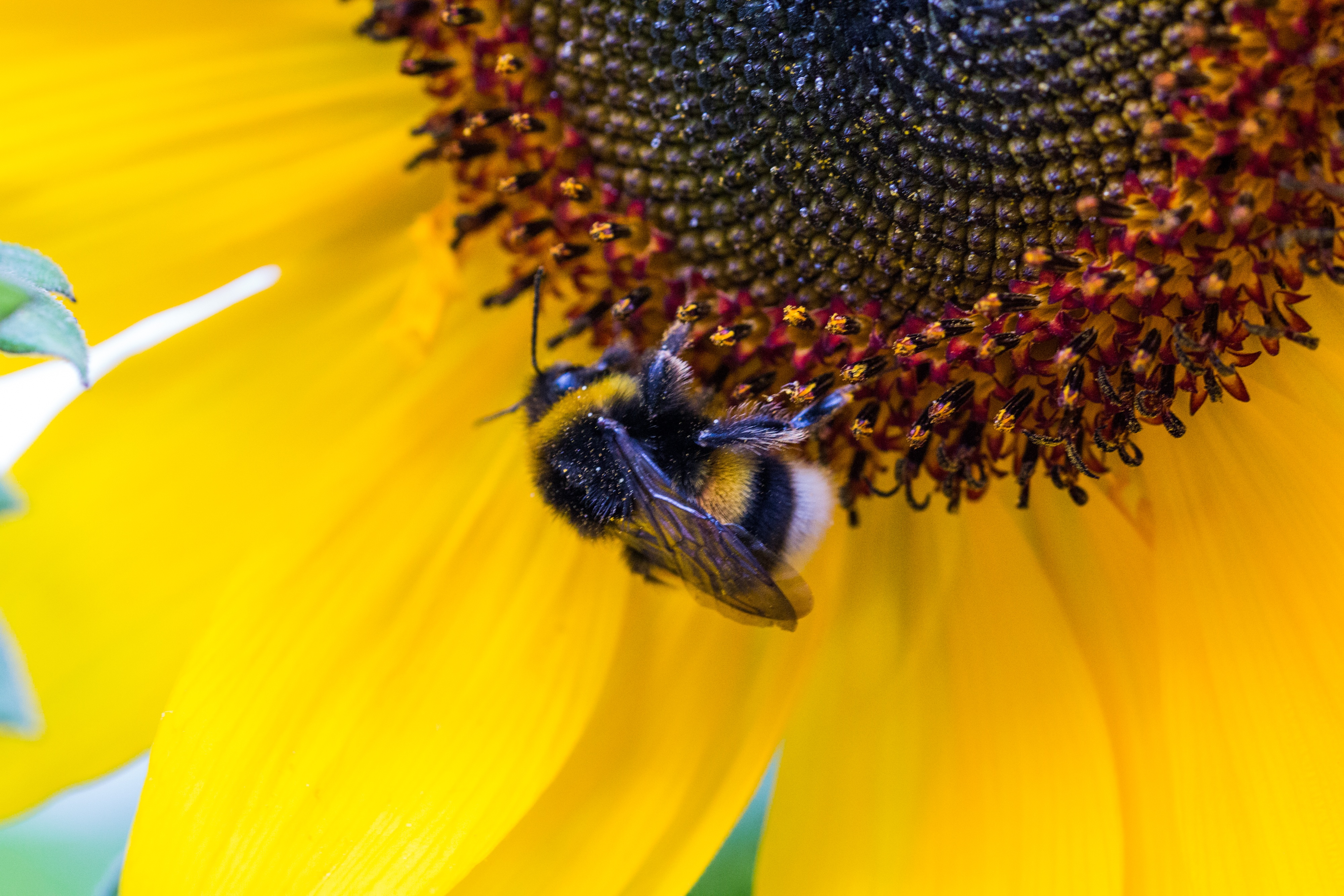 Hummel bee on the flower photo