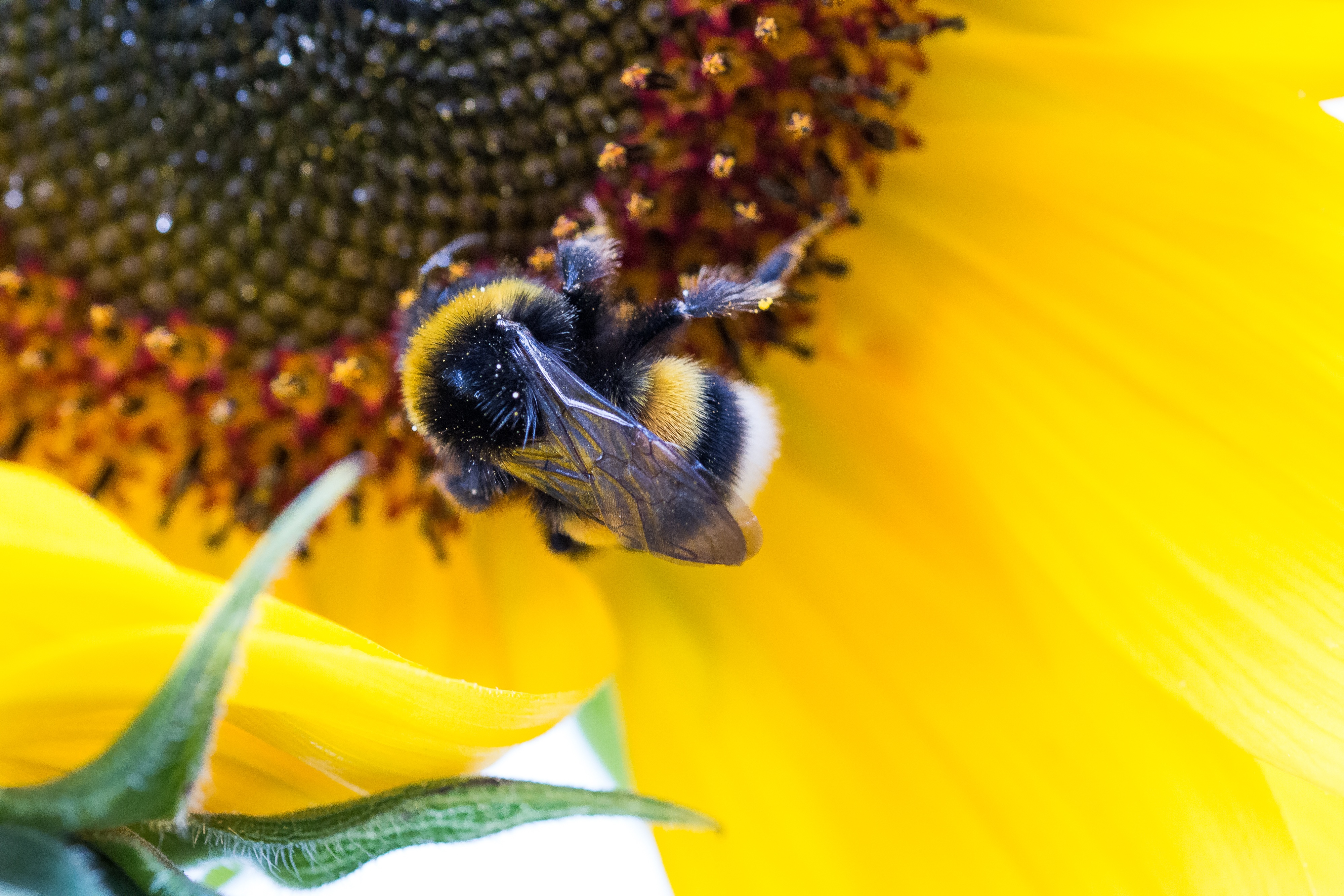 Hummel bee on the flower photo