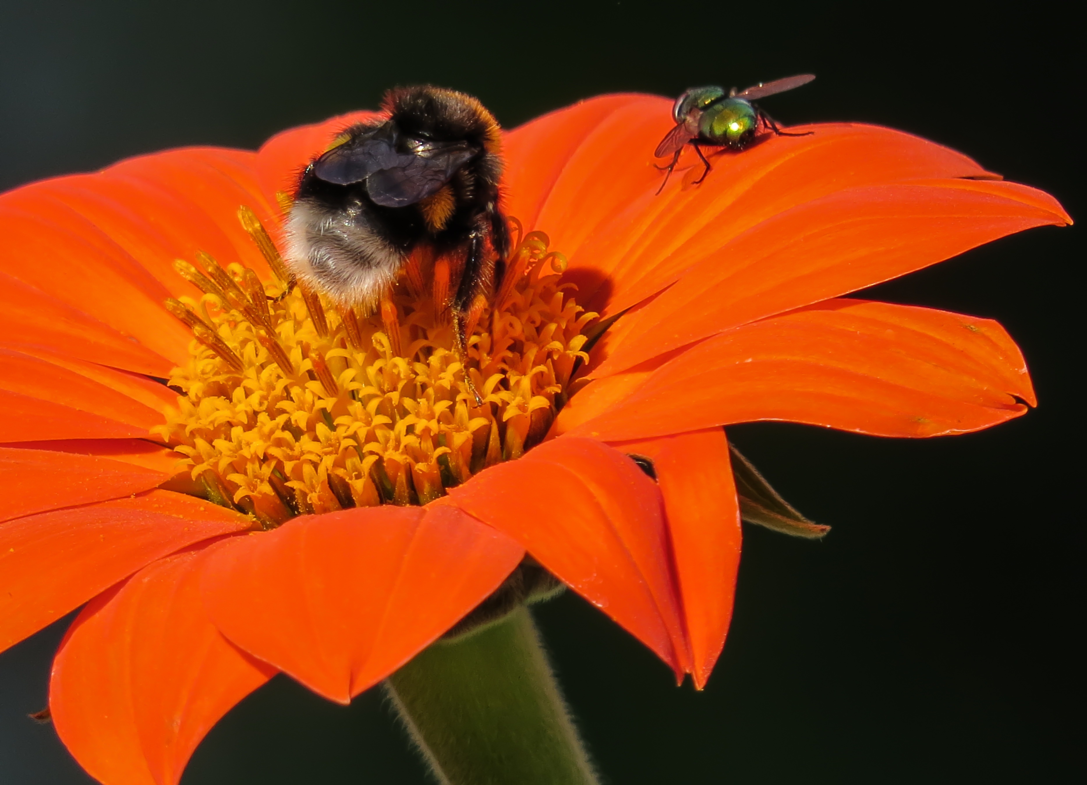 Hummel bee pollinating photo