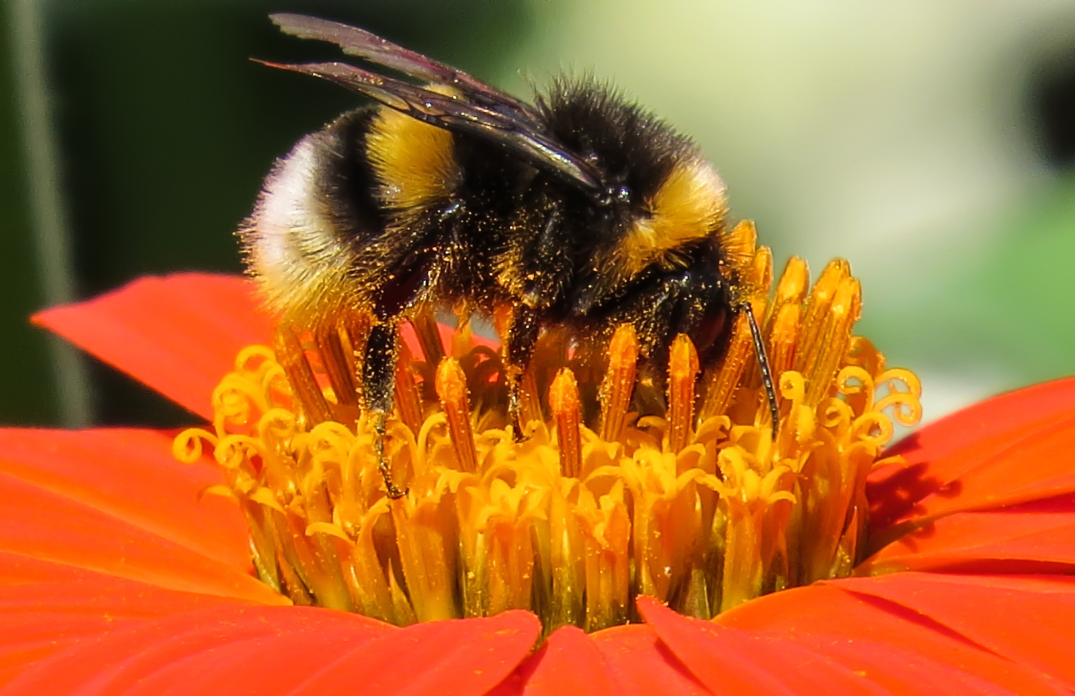 Hummel bee pollinating photo