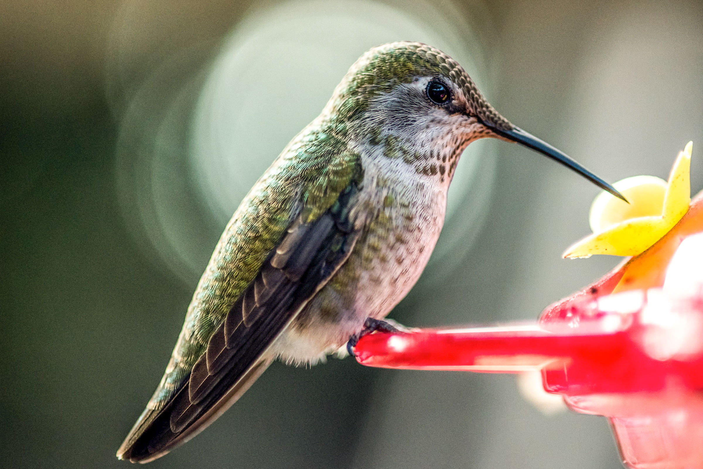 Hummingbird Feeding FAQs Audubon. 