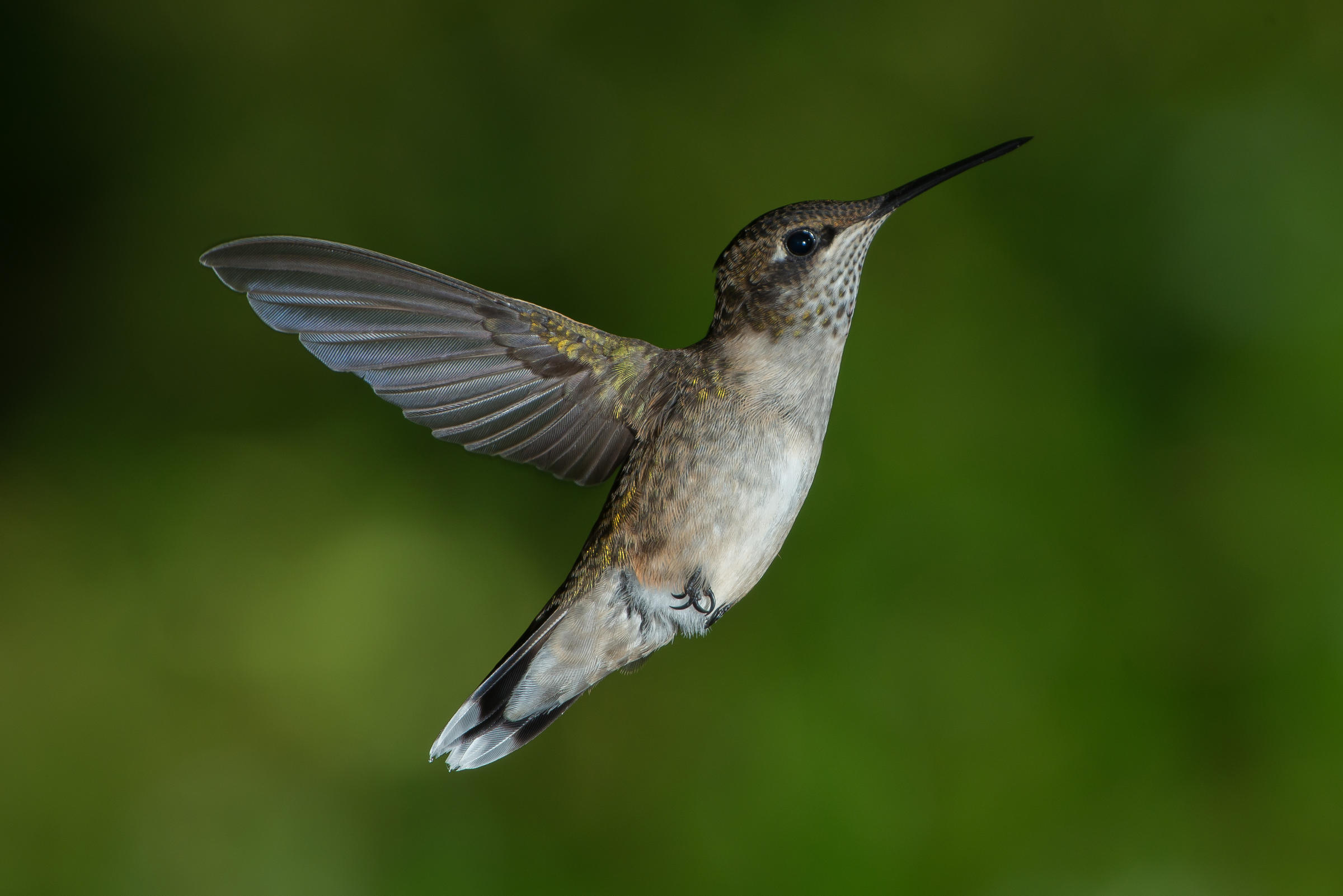 Migrating Hummingbirds | WXPR