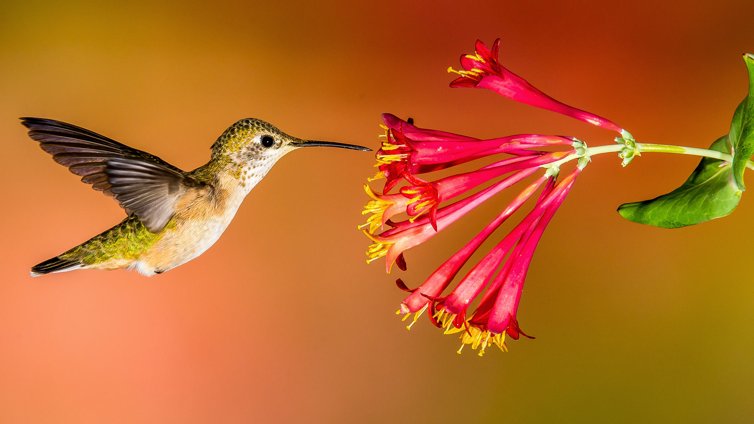 How to Create a Hummingbird-Friendly Yard | Audubon