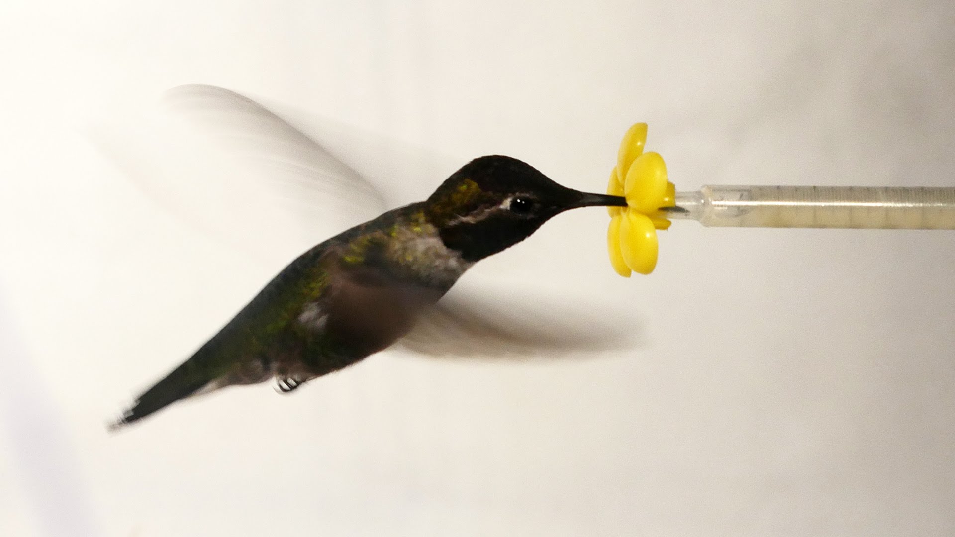What Happens When You Put a Hummingbird in a Wind Tunnel? | Deep ...