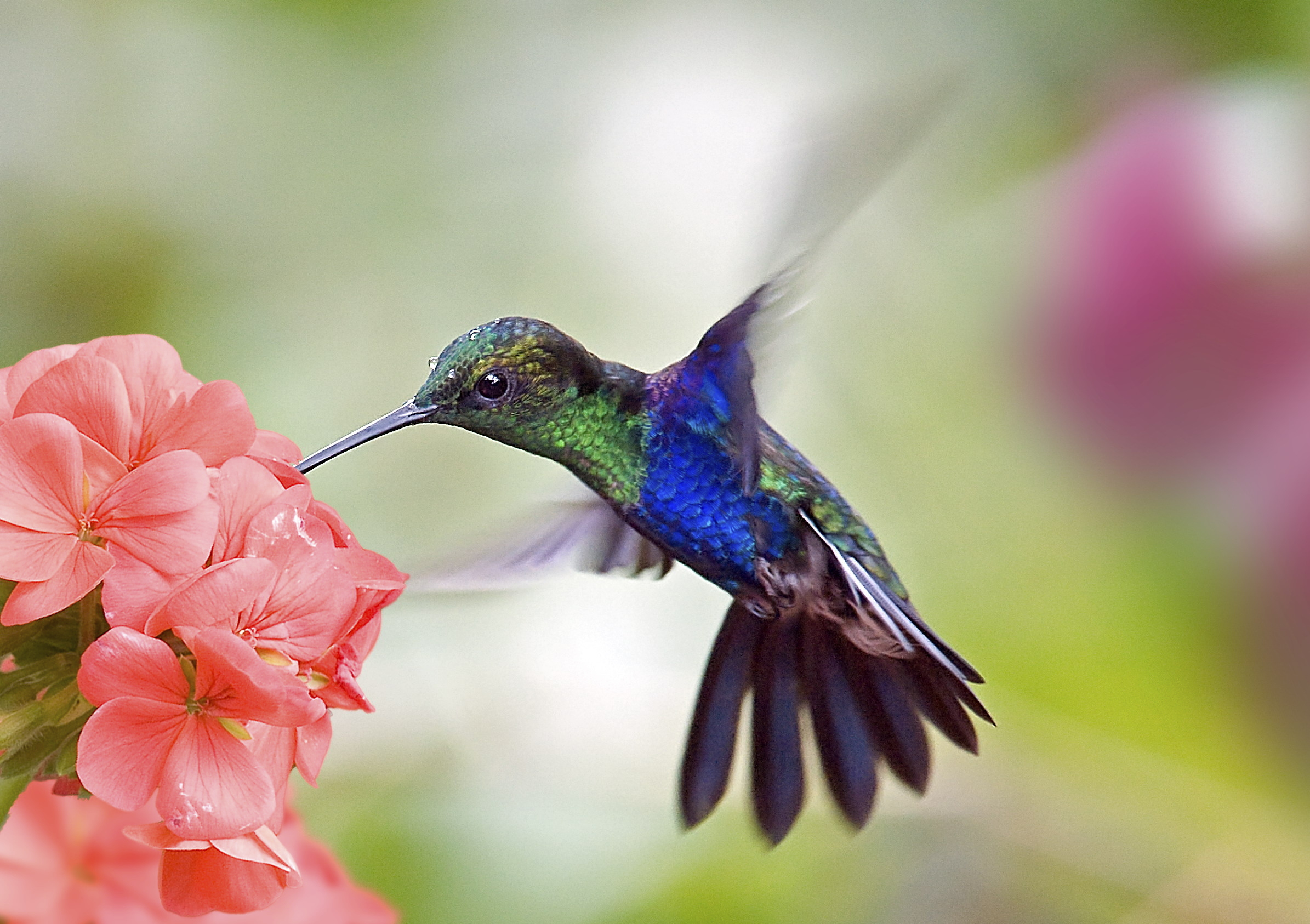 Facts about Hummingbirds and Google Hummingbird
