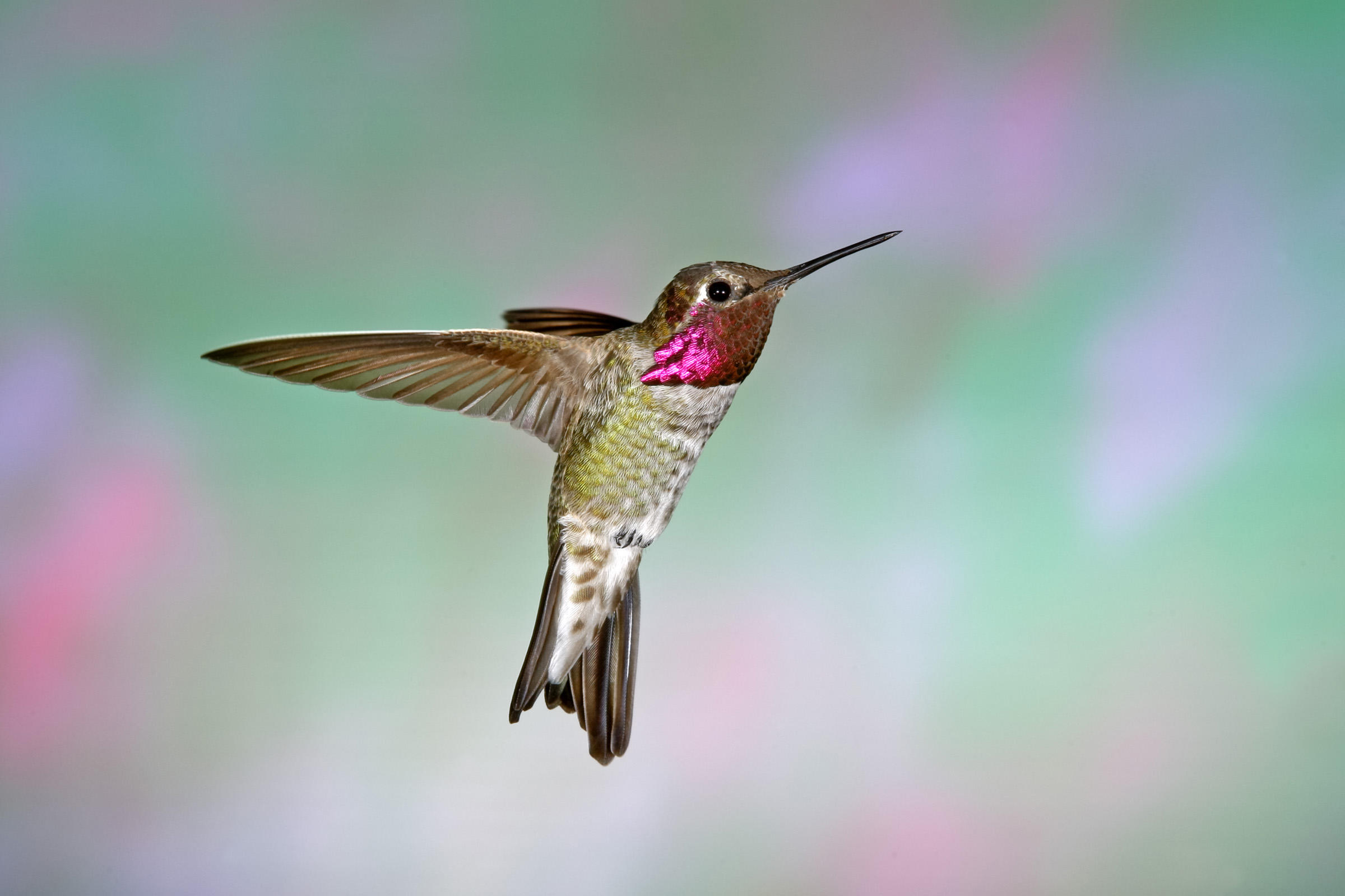 Anna's Hummingbird | Audubon Field Guide
