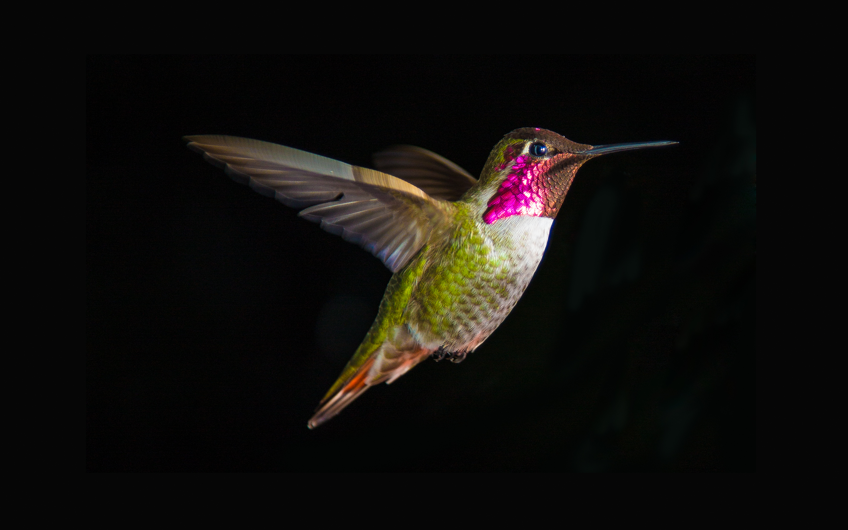 264 Hummingbird HD Wallpapers | Background Images - Wallpaper Abyss