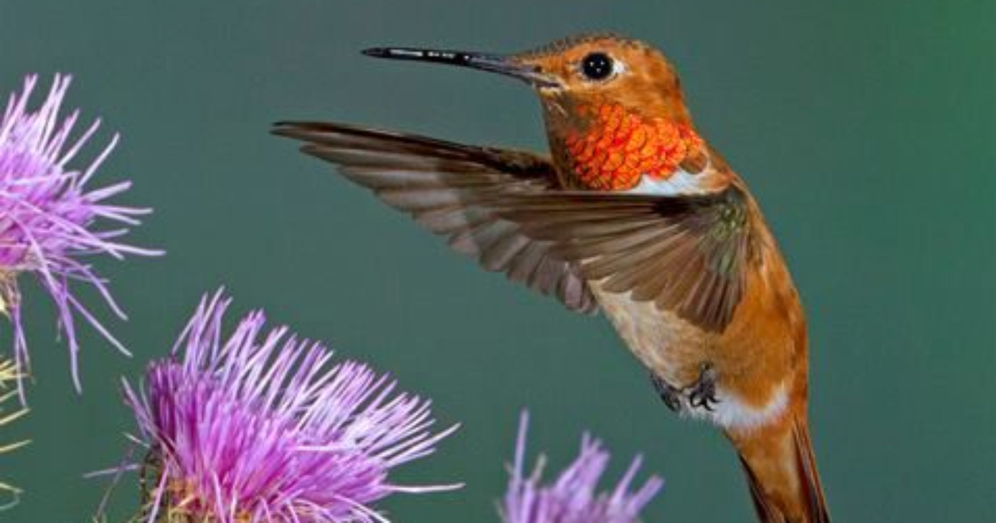 Arizona hummingbird festivals