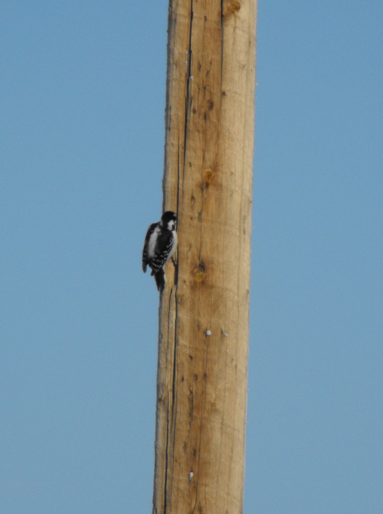 Hummingbird, Animal, Bird, Birds, Pole, HQ Photo